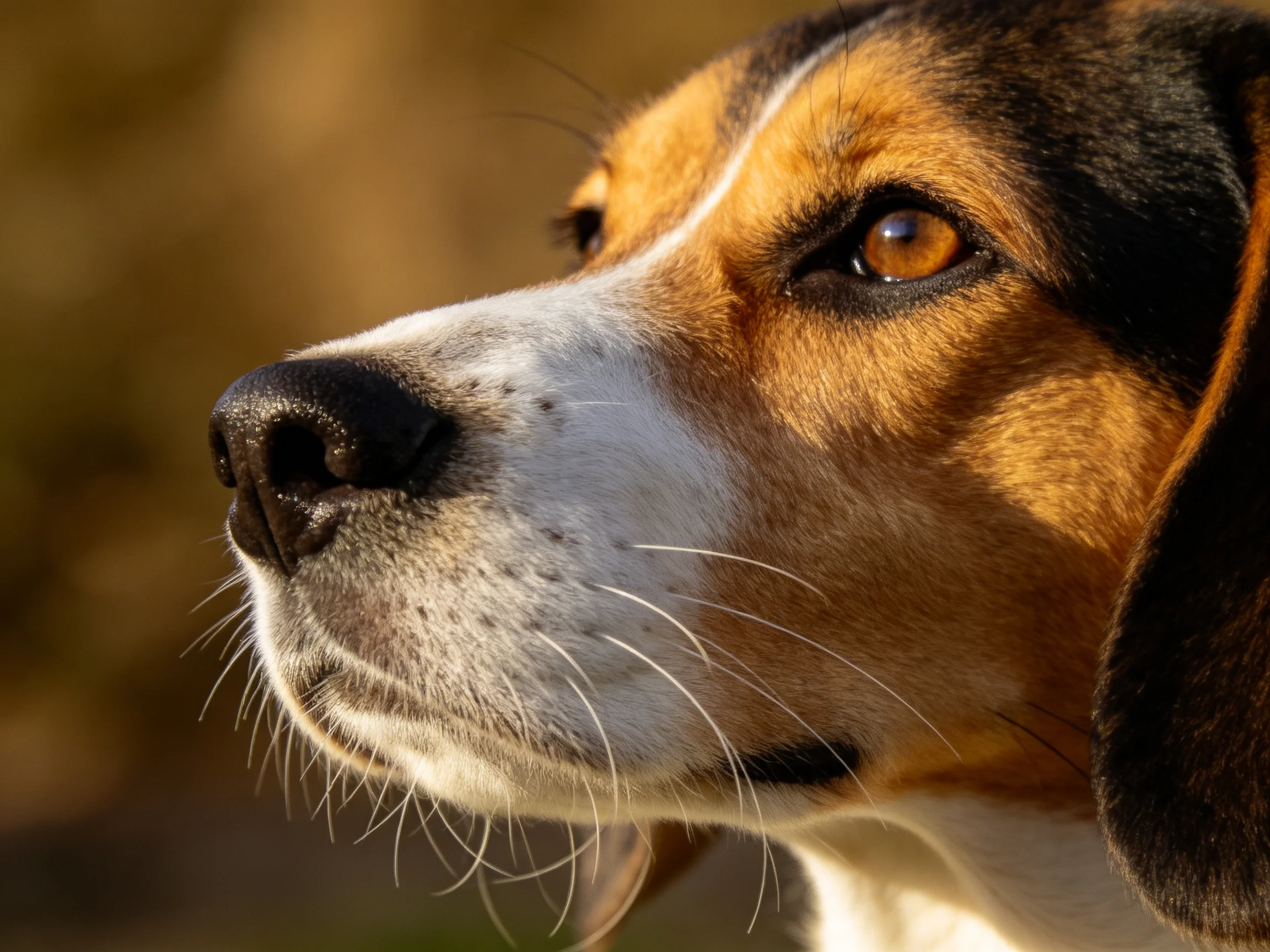 A close-up captures a tricolor beagle gazing attentively.