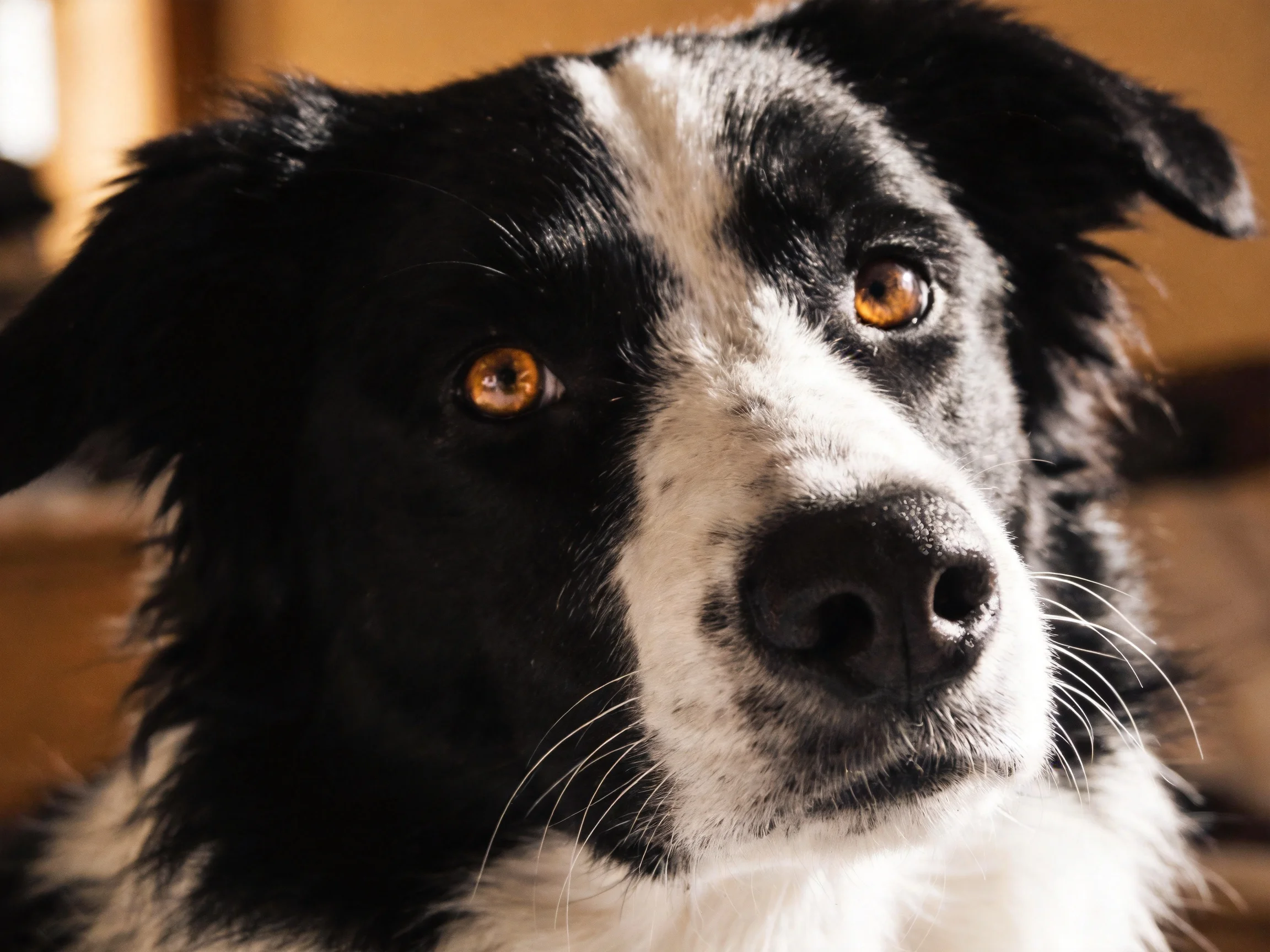 A close - up highlights a black and white Border Collie with amber eyes.