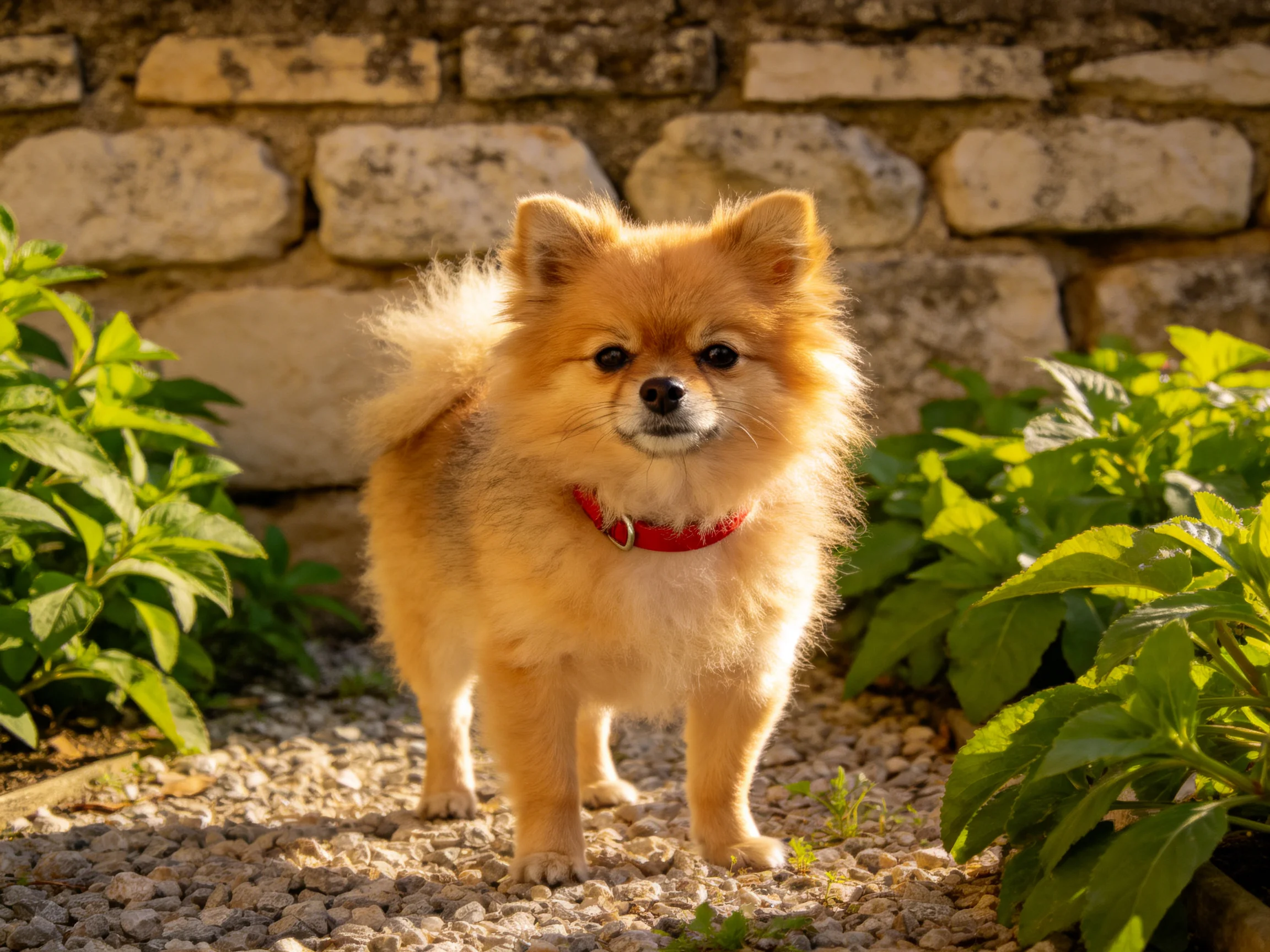 Fluffy golden dog with red collar near greenery and stone wall