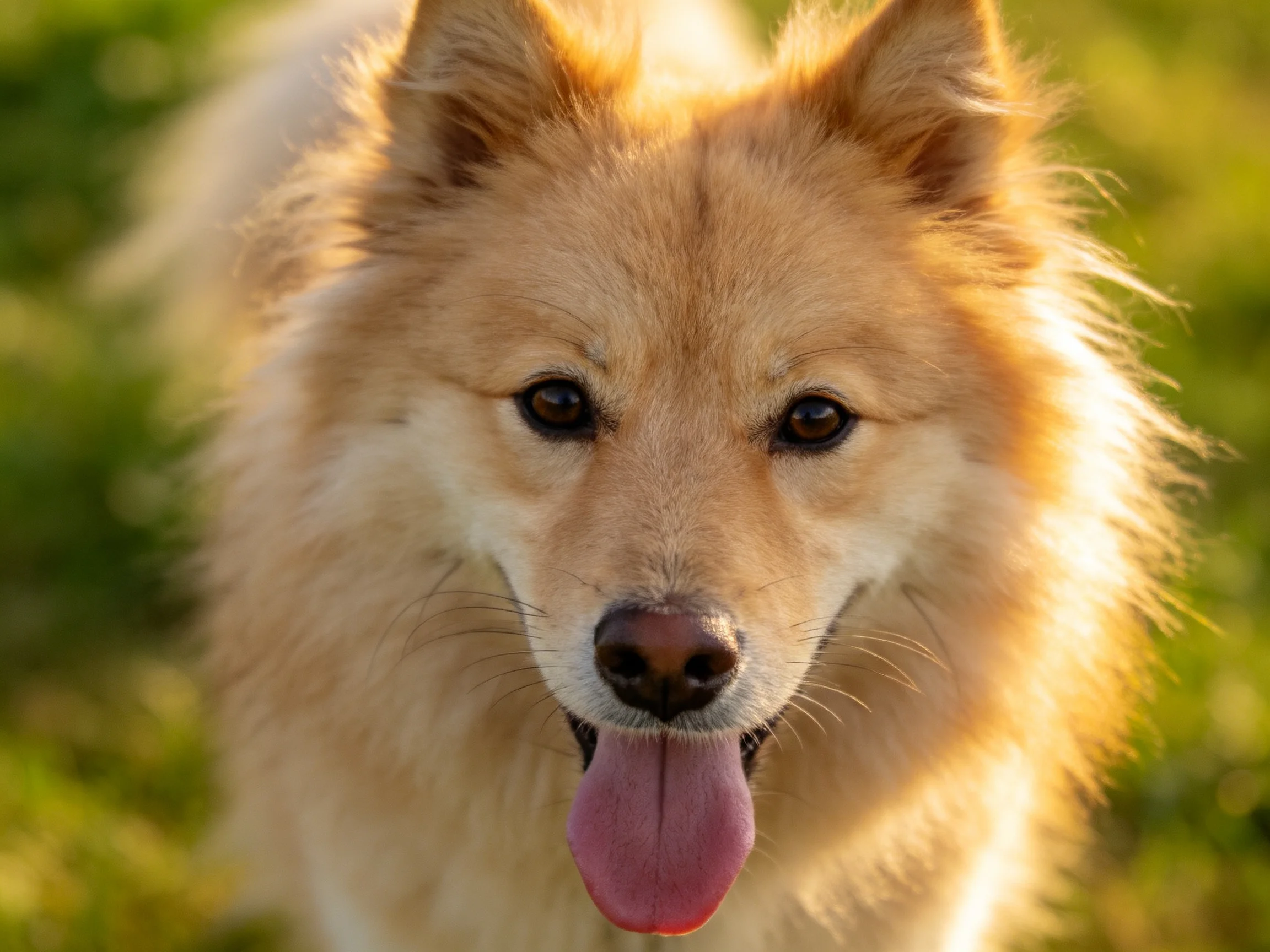 Tan-furred dog with bright eyes enjoys sunlit green outdoor setting.