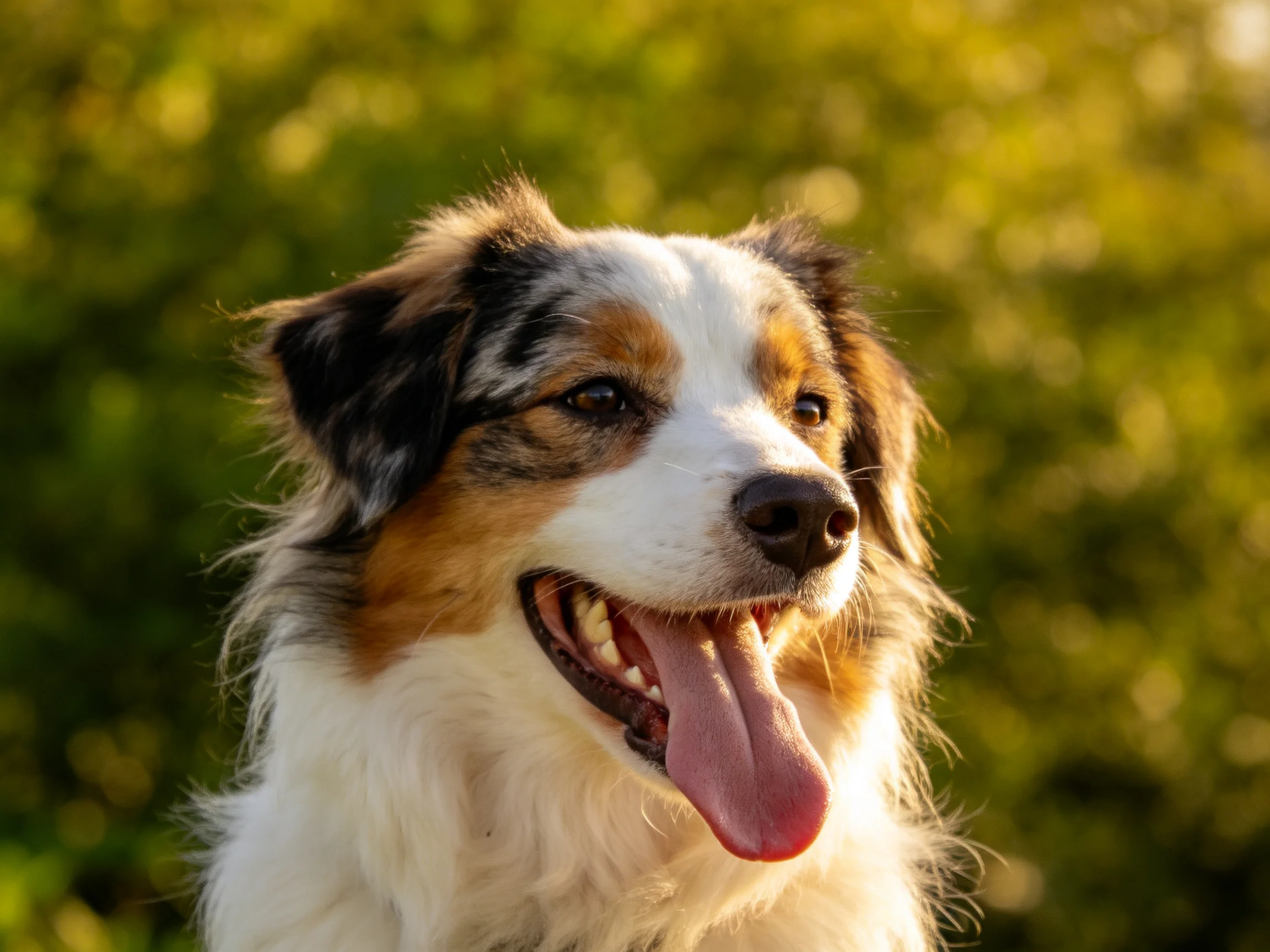 Fluffy tricolor dog in sunny green outdoor setting