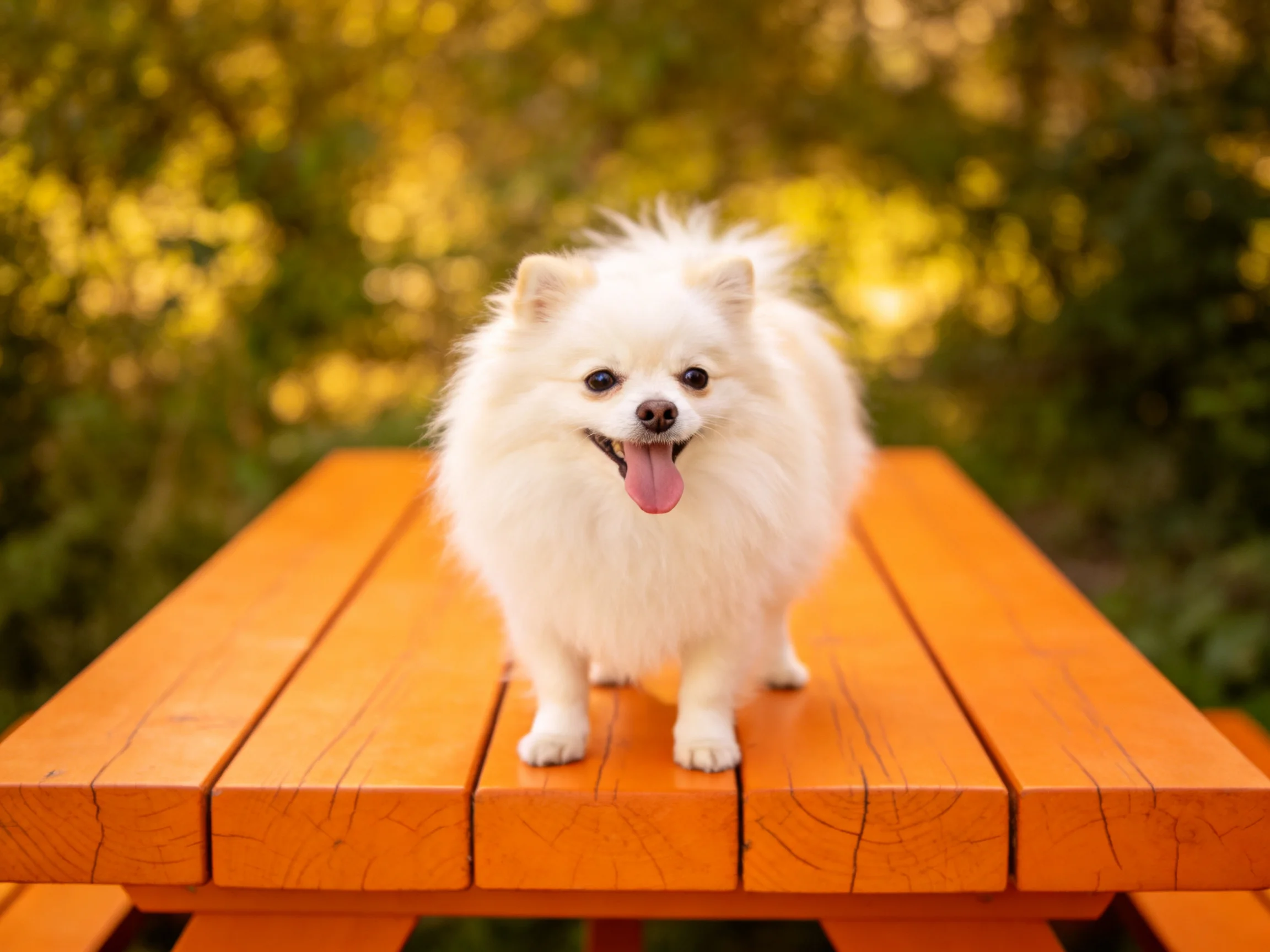 Fluffy white Pomeranian on bright orange picnic table outdoors