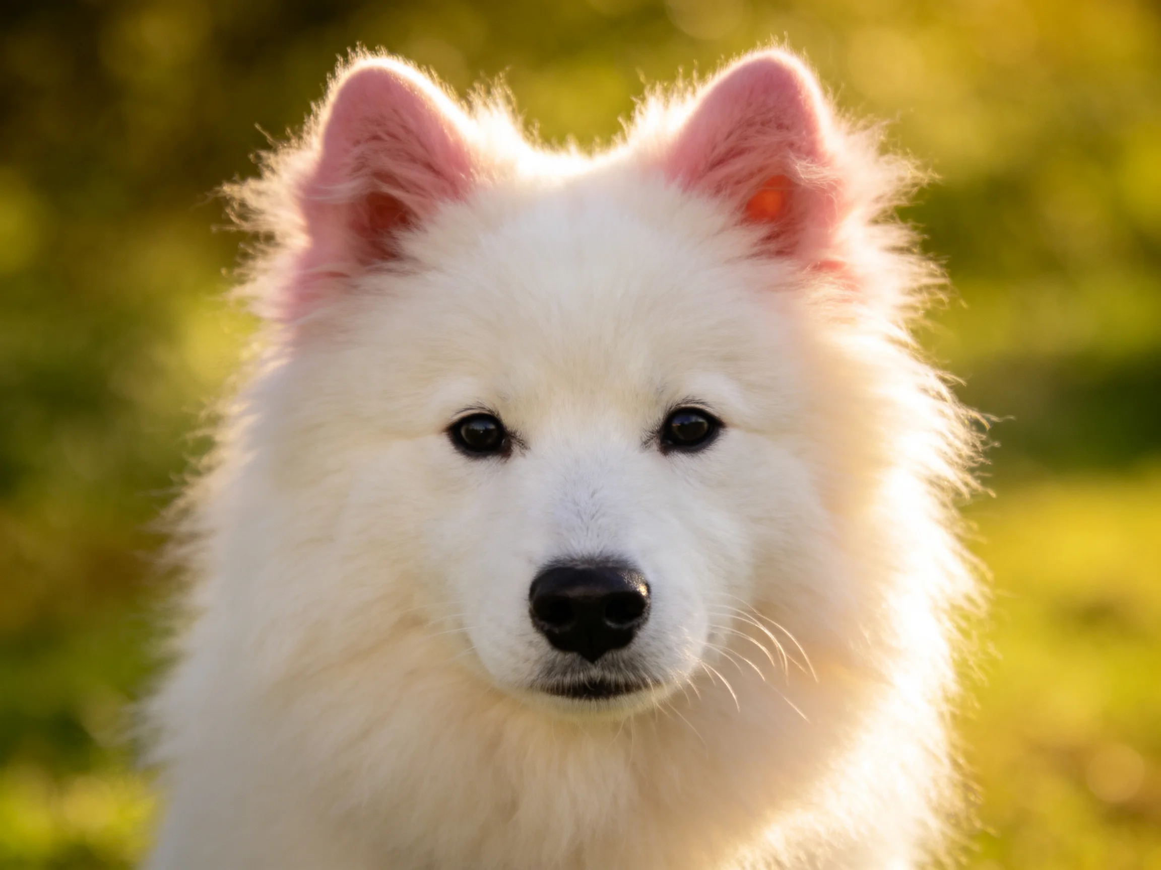 Fluffy white Samoyed puppy with pink ears in sunlit outdoor setting