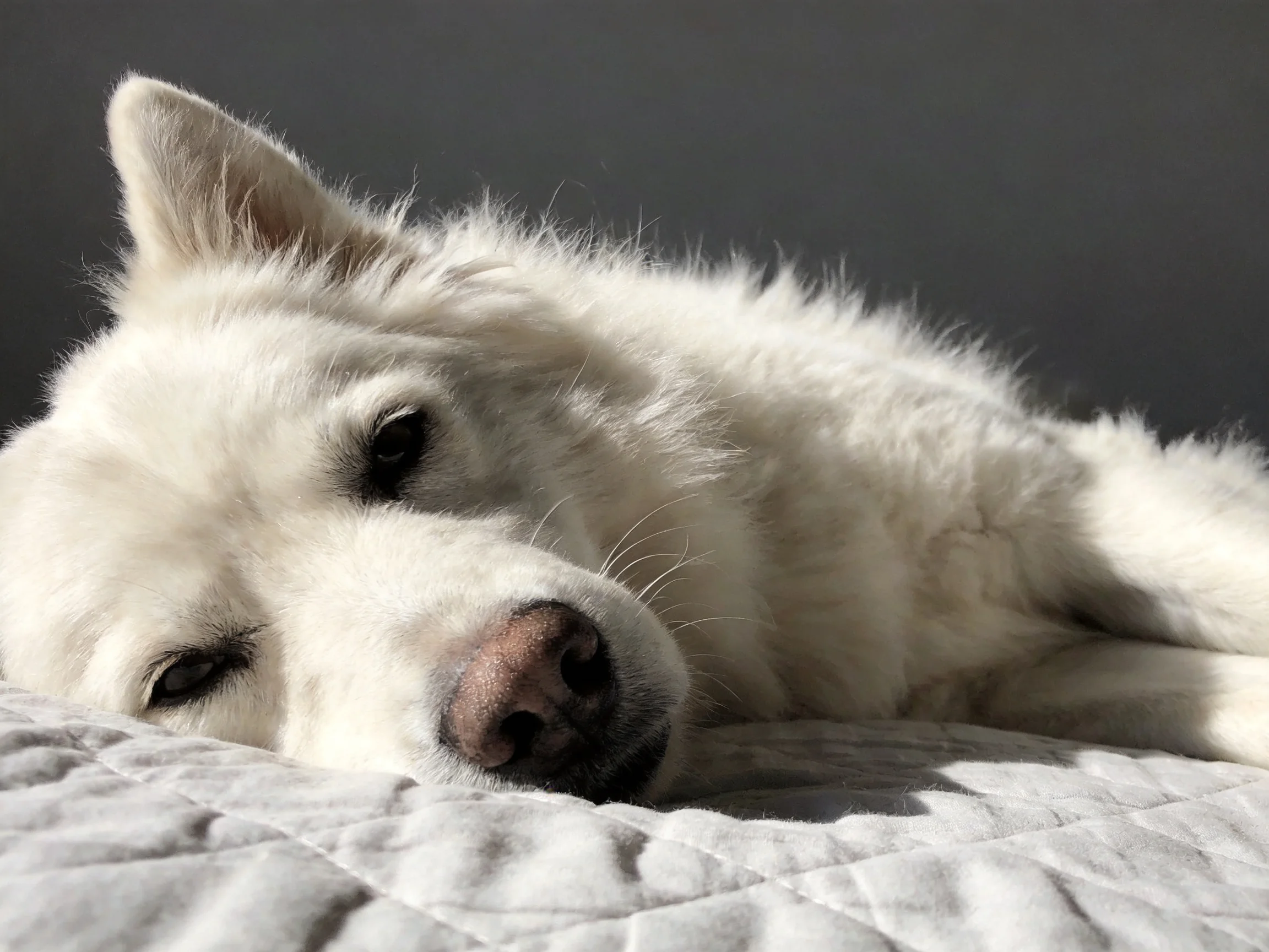 A white dog relaxes on a quilted bed in a softly lit environment.