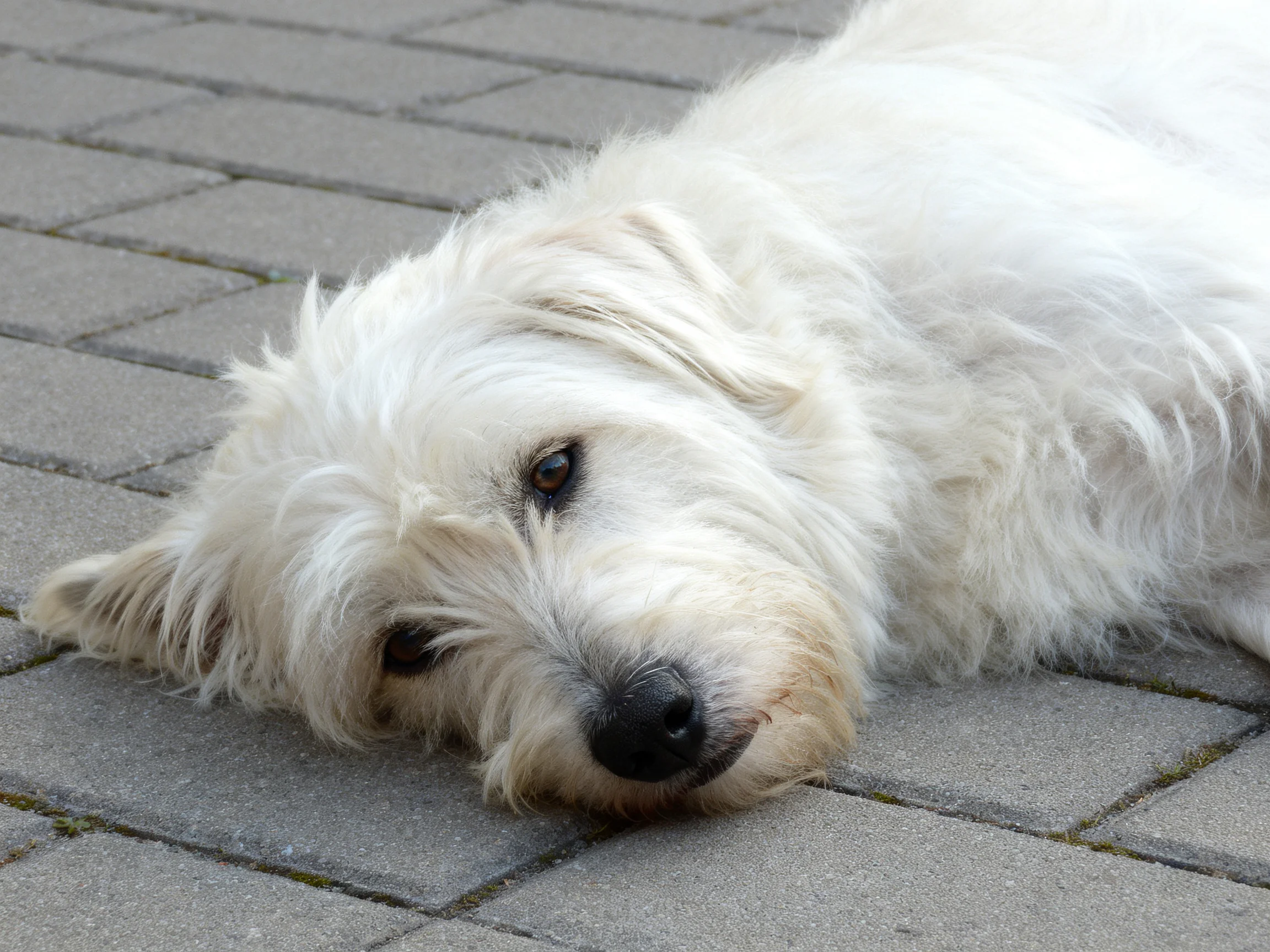 A fluffy white dog relaxes on gray brick pavement.