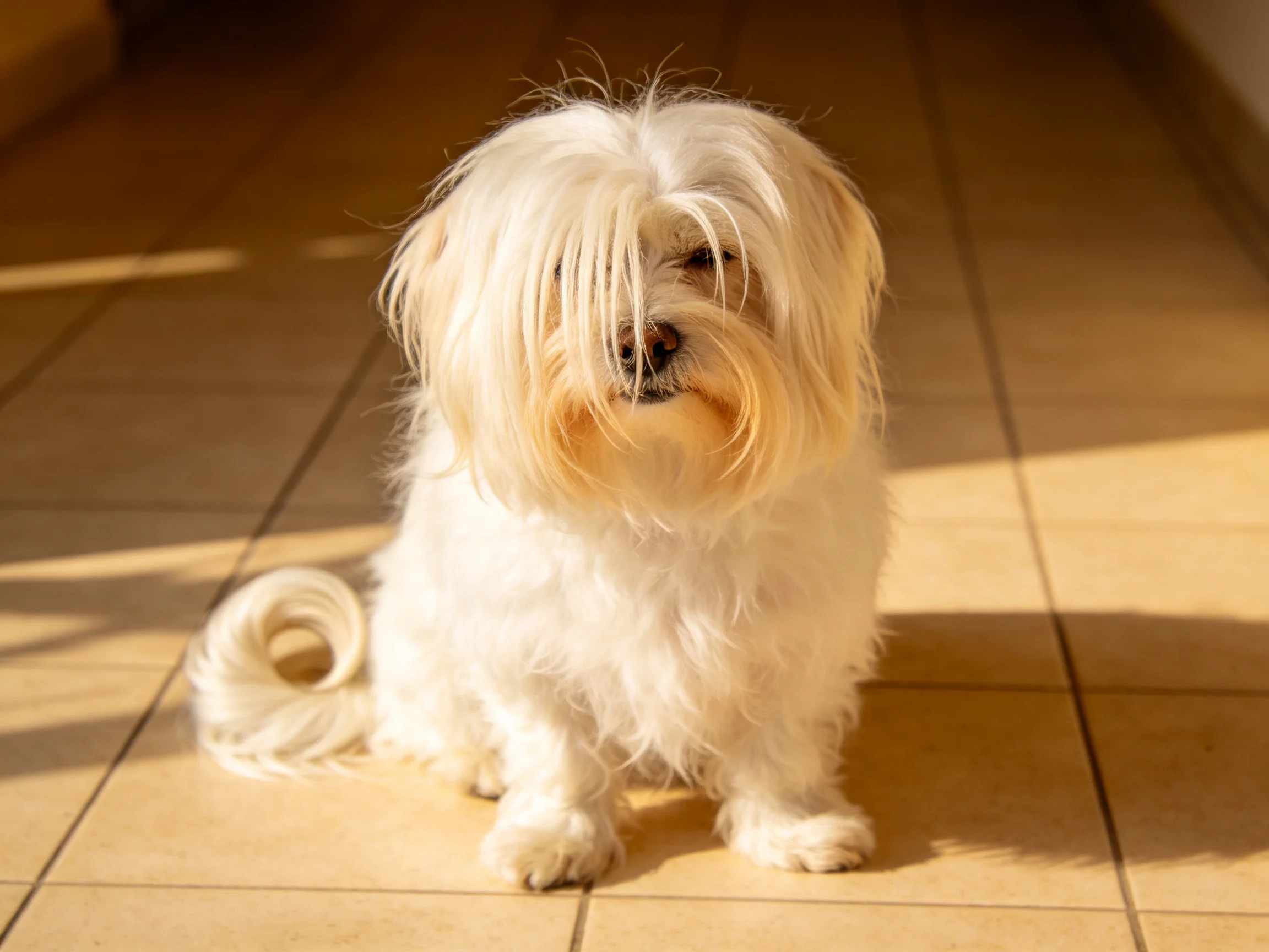 Fluffy white dog with long fur on sunlit tiled floor