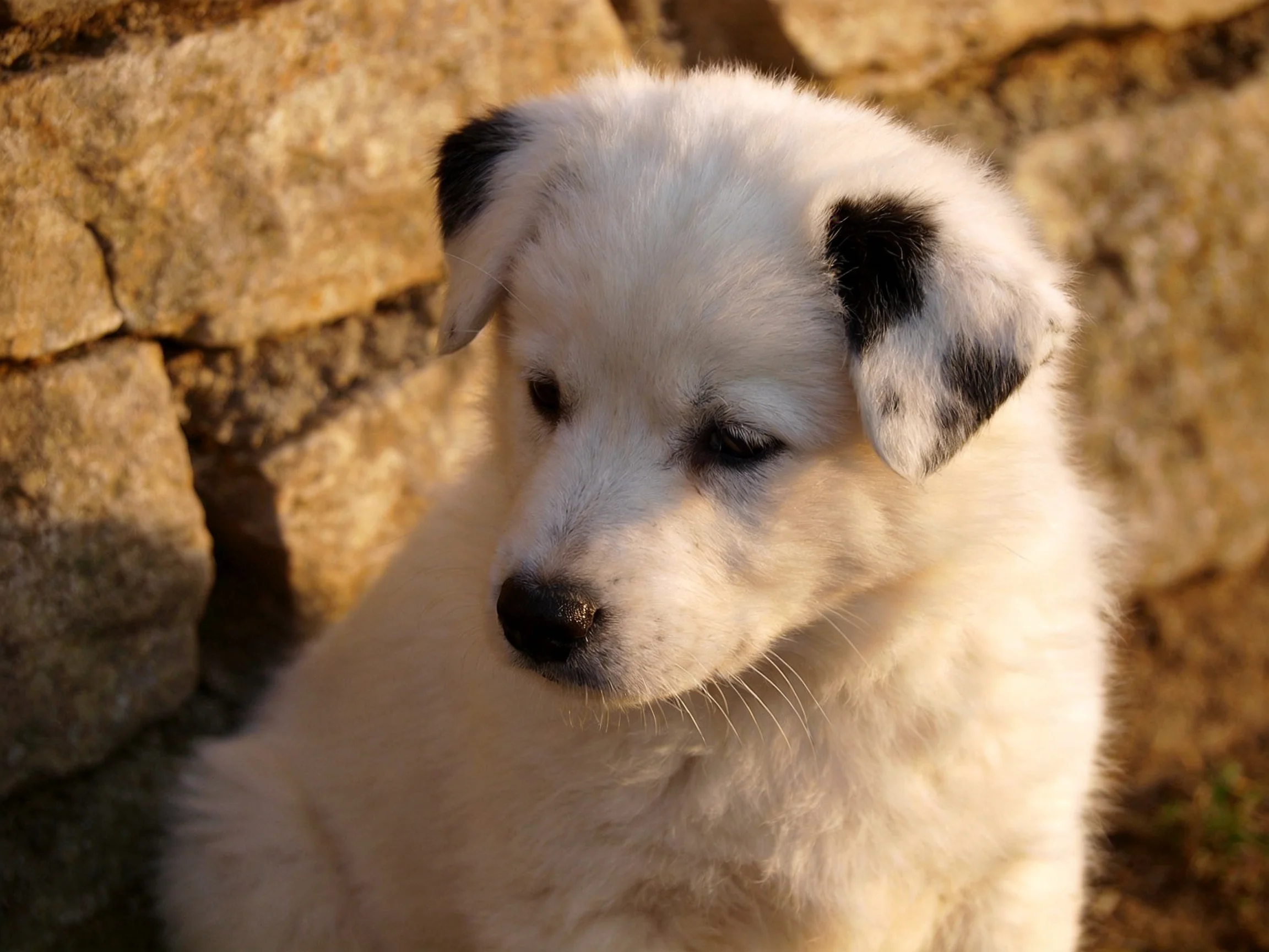A white puppy with dark ear markings is near a stone wall.