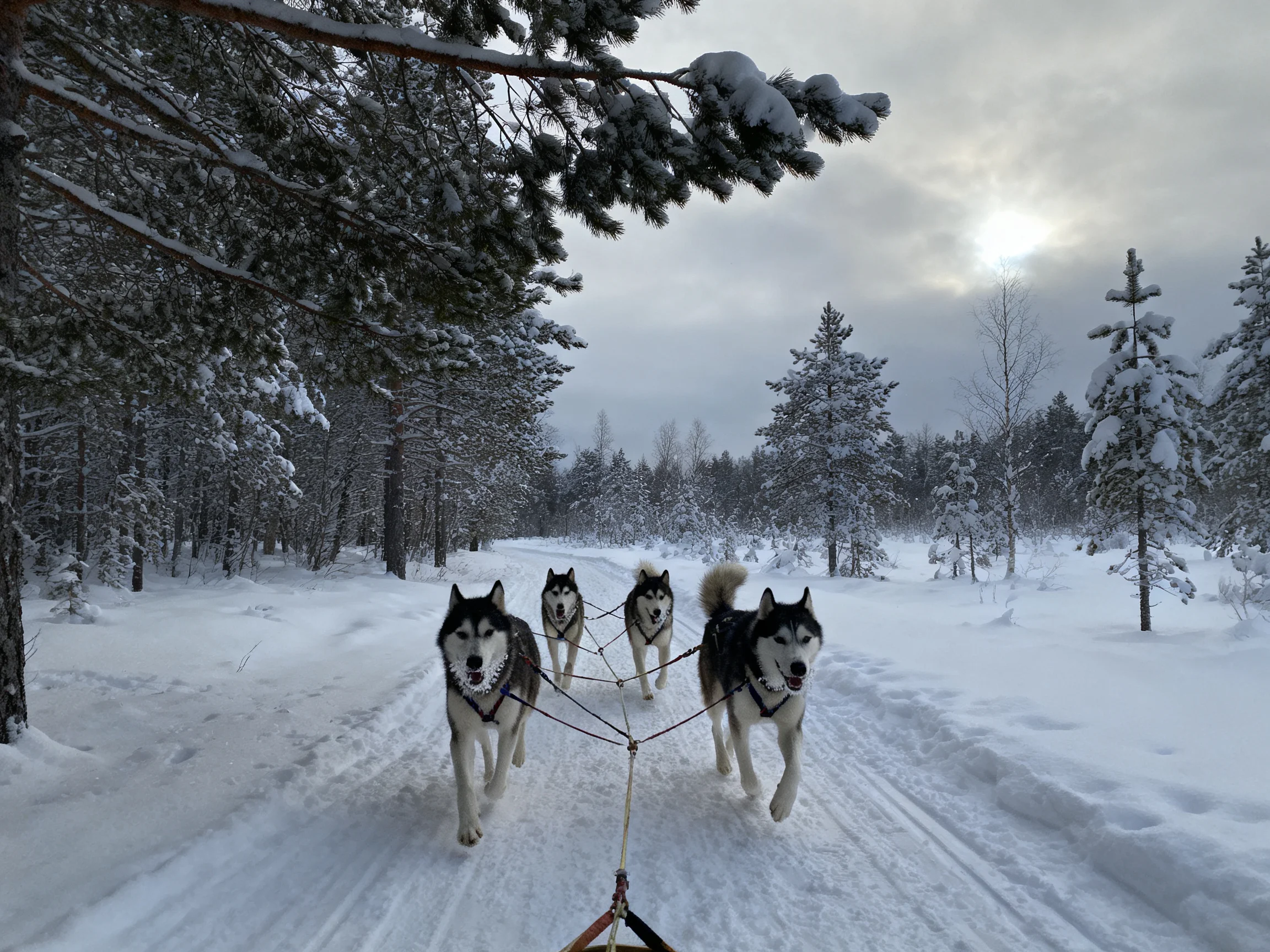 Four huskies pull a sled through snow-laden pine forests