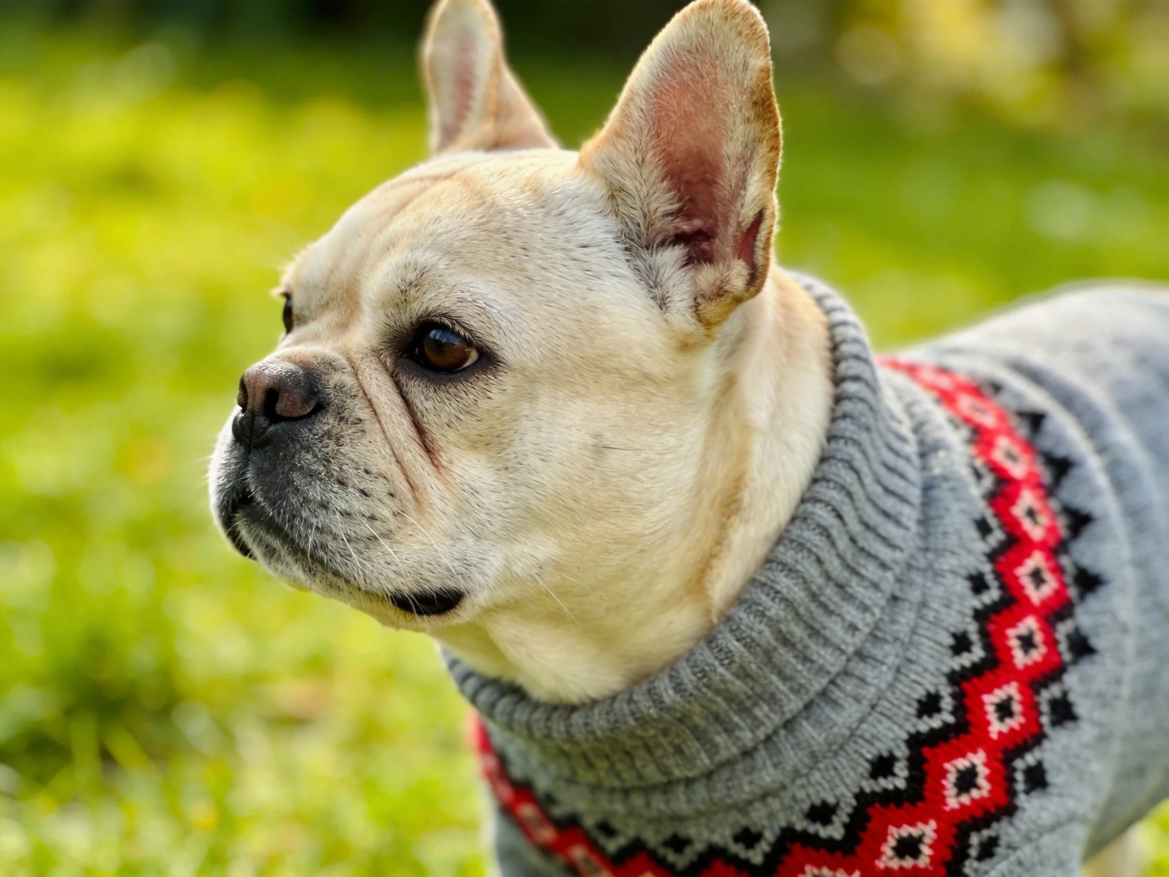 French bulldog in gray sweater with red and black patterns
