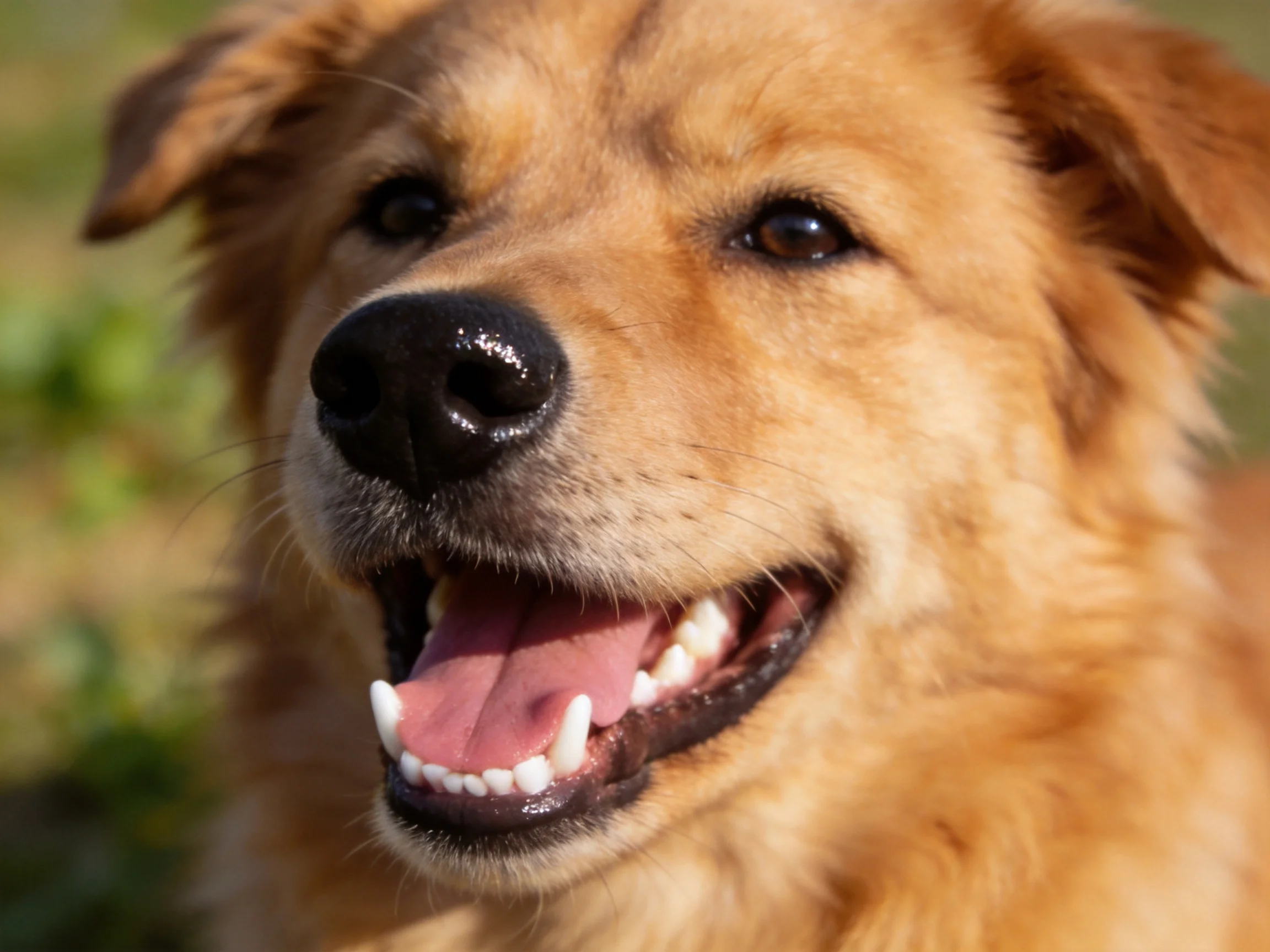 Close-up of a golden-furred dog with mouth open, teeth displayed.
