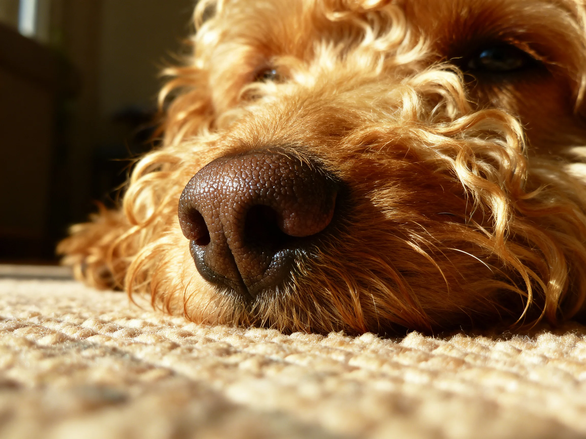 Golden-furred dog resting on a textured beige carpet with close-up detail