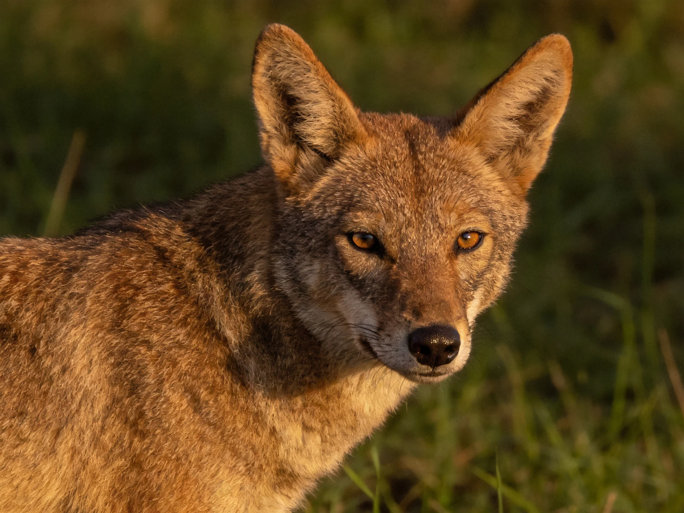 A golden-furred wild canine gazes attentively amid tall green grass.