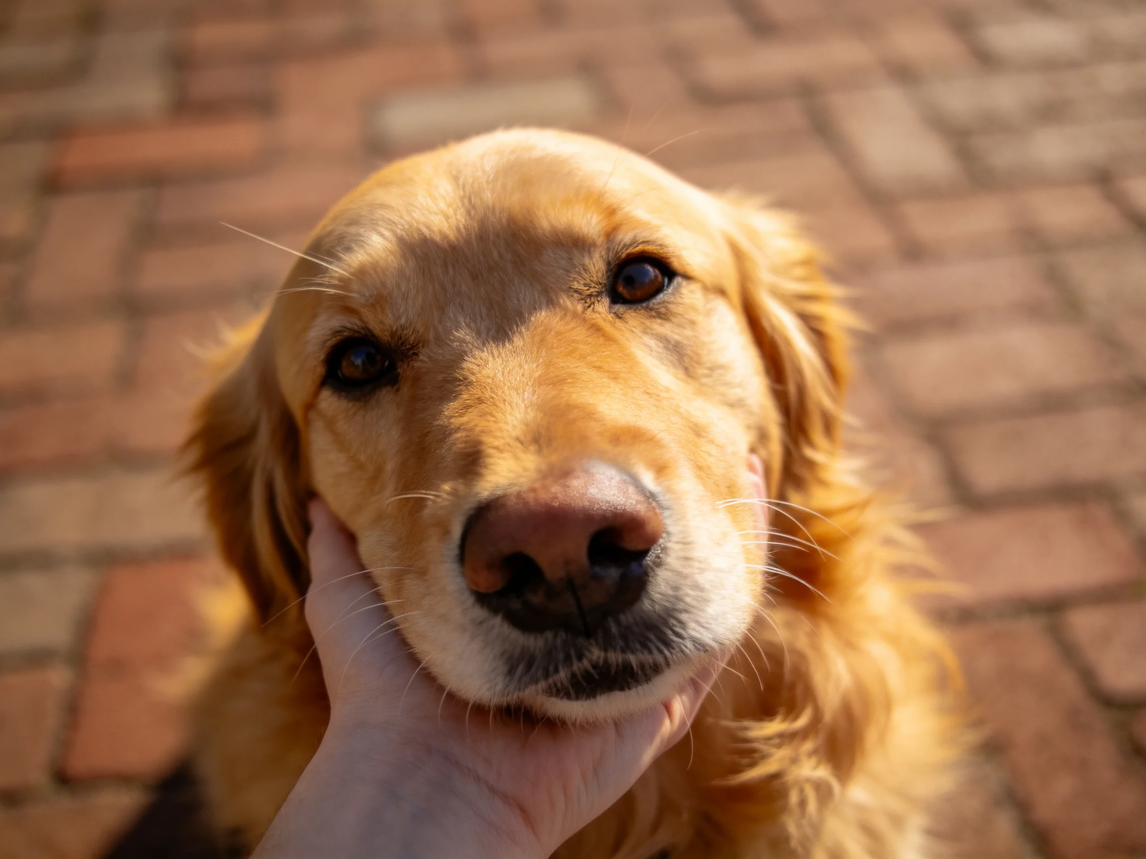 Golden retriever being gently held near reddish-brown brick pavement