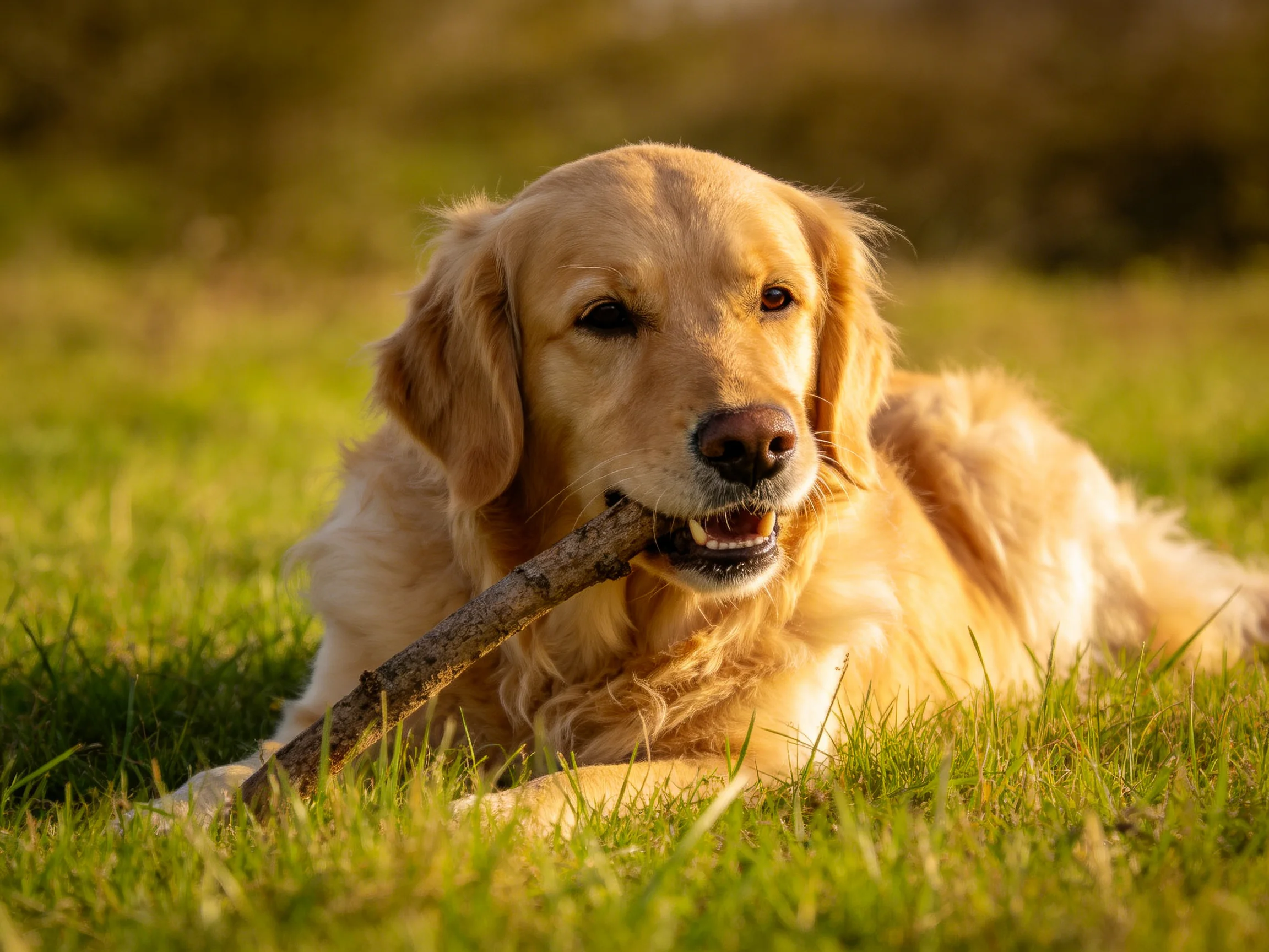 Golden retriever chewing a wooden stick on sunlit green grass