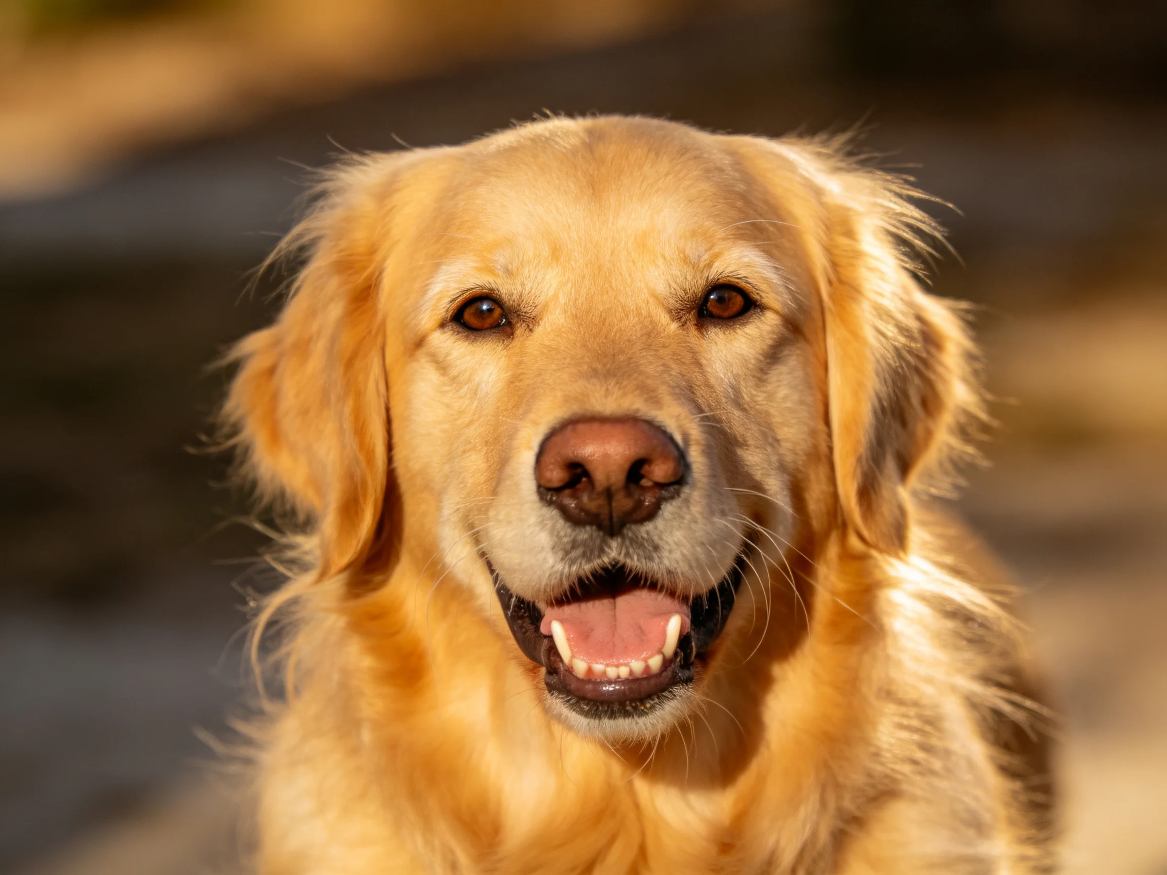 Golden retriever close-up under warm natural sunlight