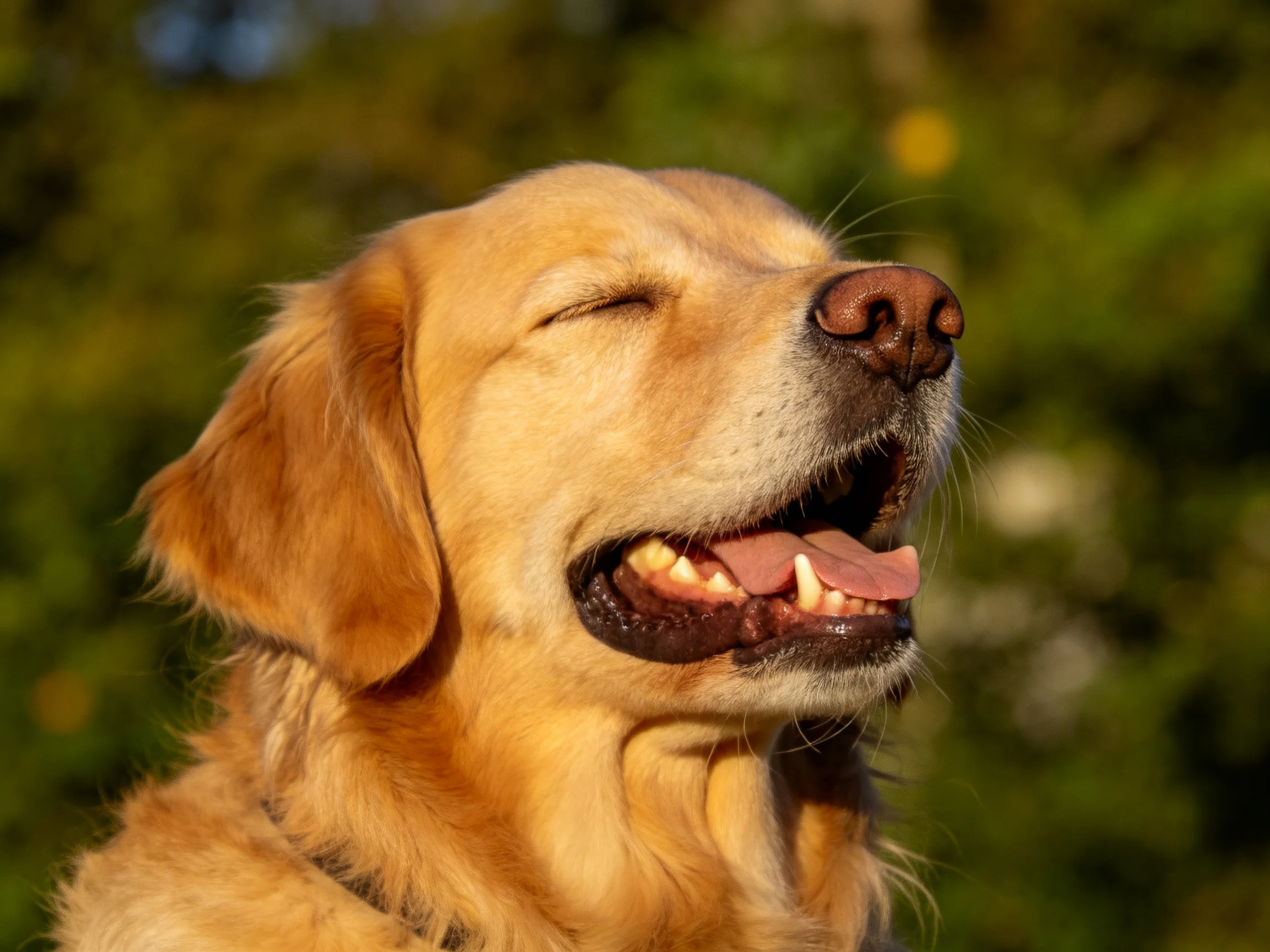 Golden retriever enjoys sunny day with eyes closed