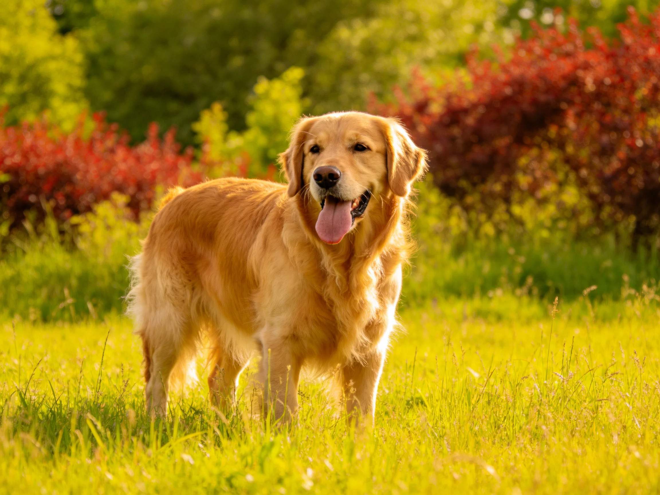 A golden retriever stands contentedly in a sunlit meadow with colorful vegetation.