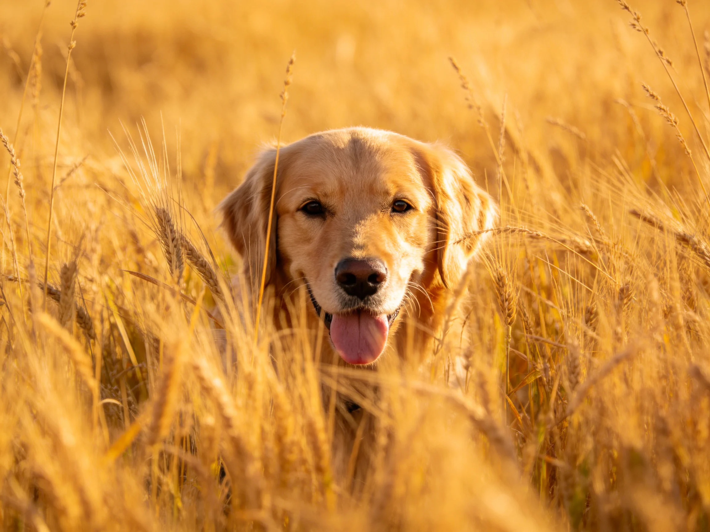 A golden retriever stands amid tall golden wheat stalks in bright sunlight.