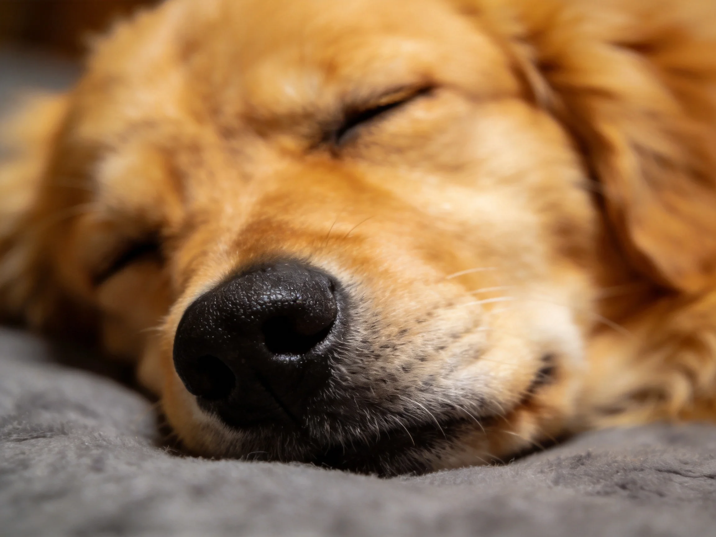 Golden retriever peacefully sleeps on a soft gray blanket with closed eyes