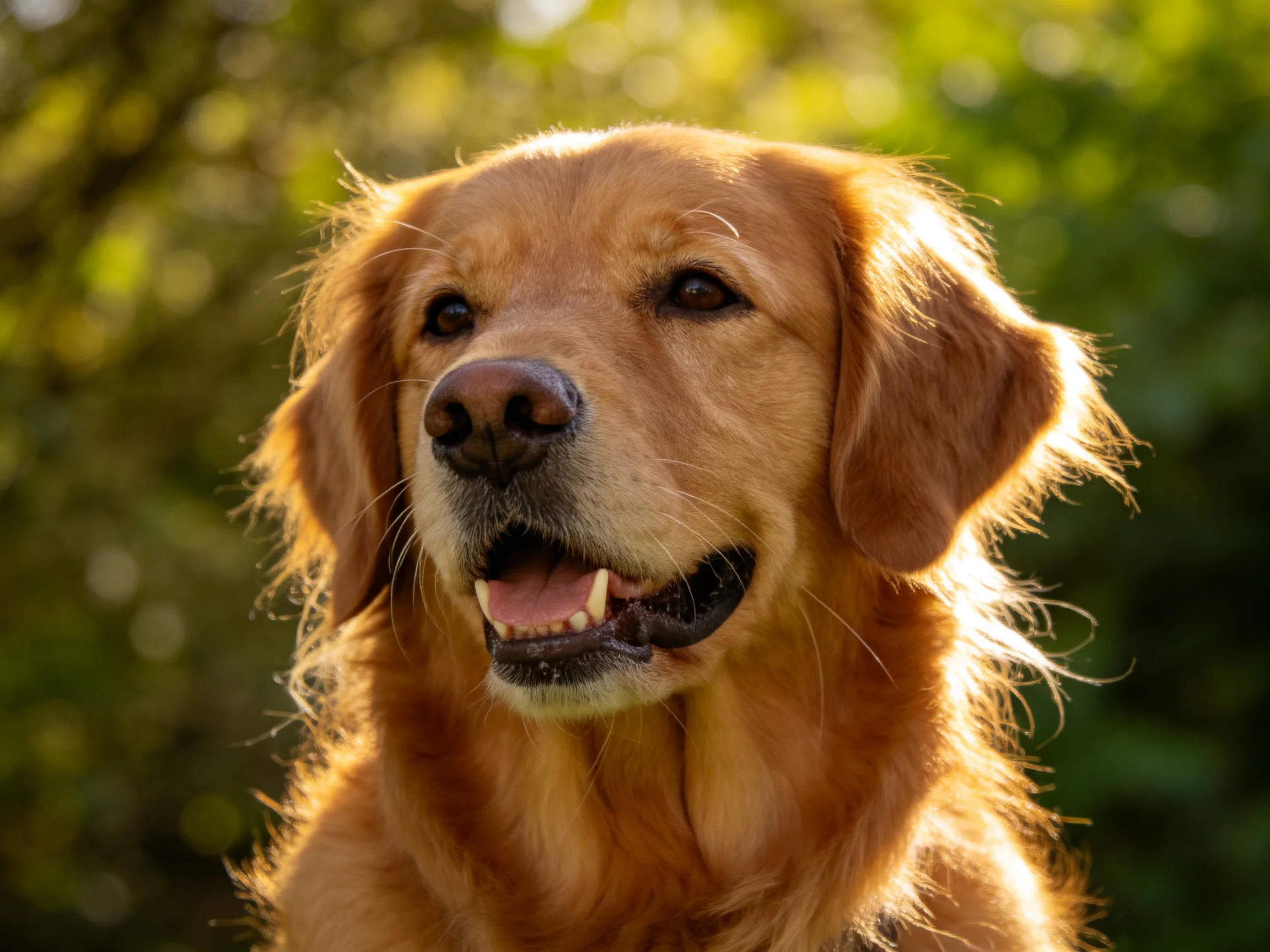 A golden retriever is photographed outdoors with sunlight enhancing its appearance.