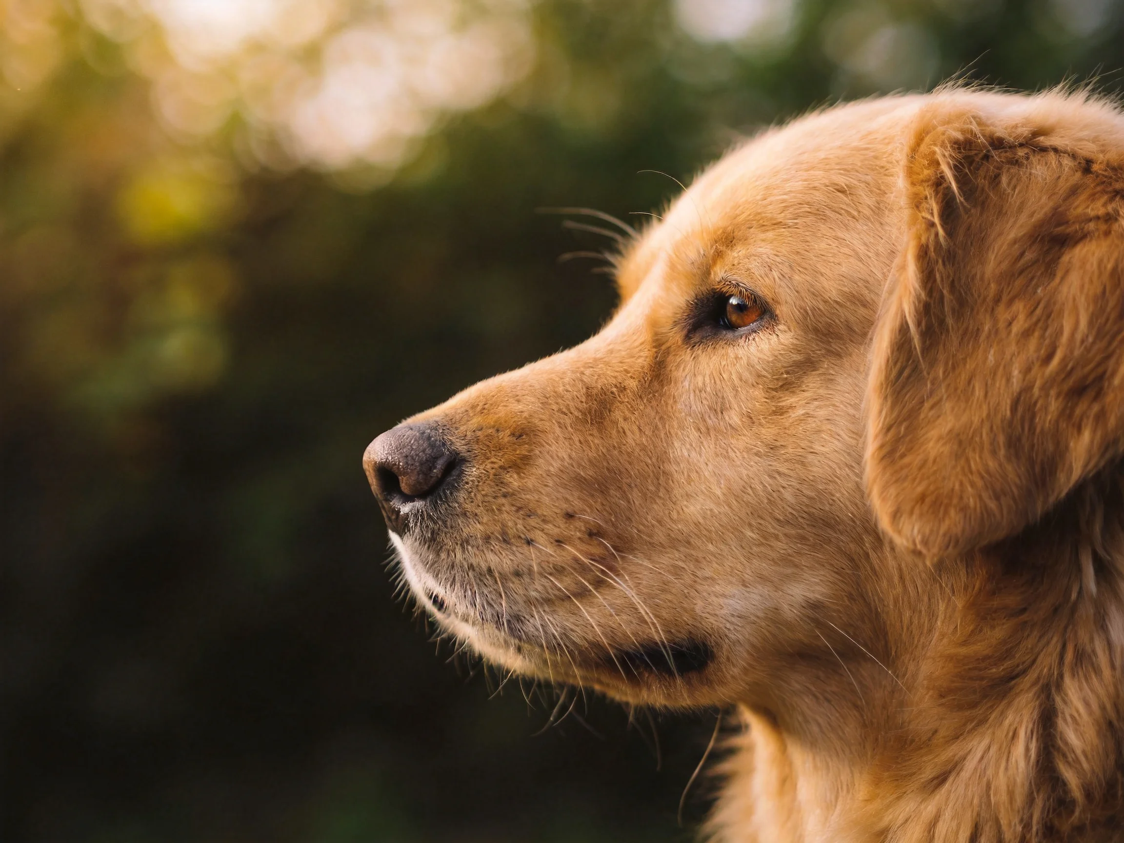 Golden retriever profile illuminated by warm natural