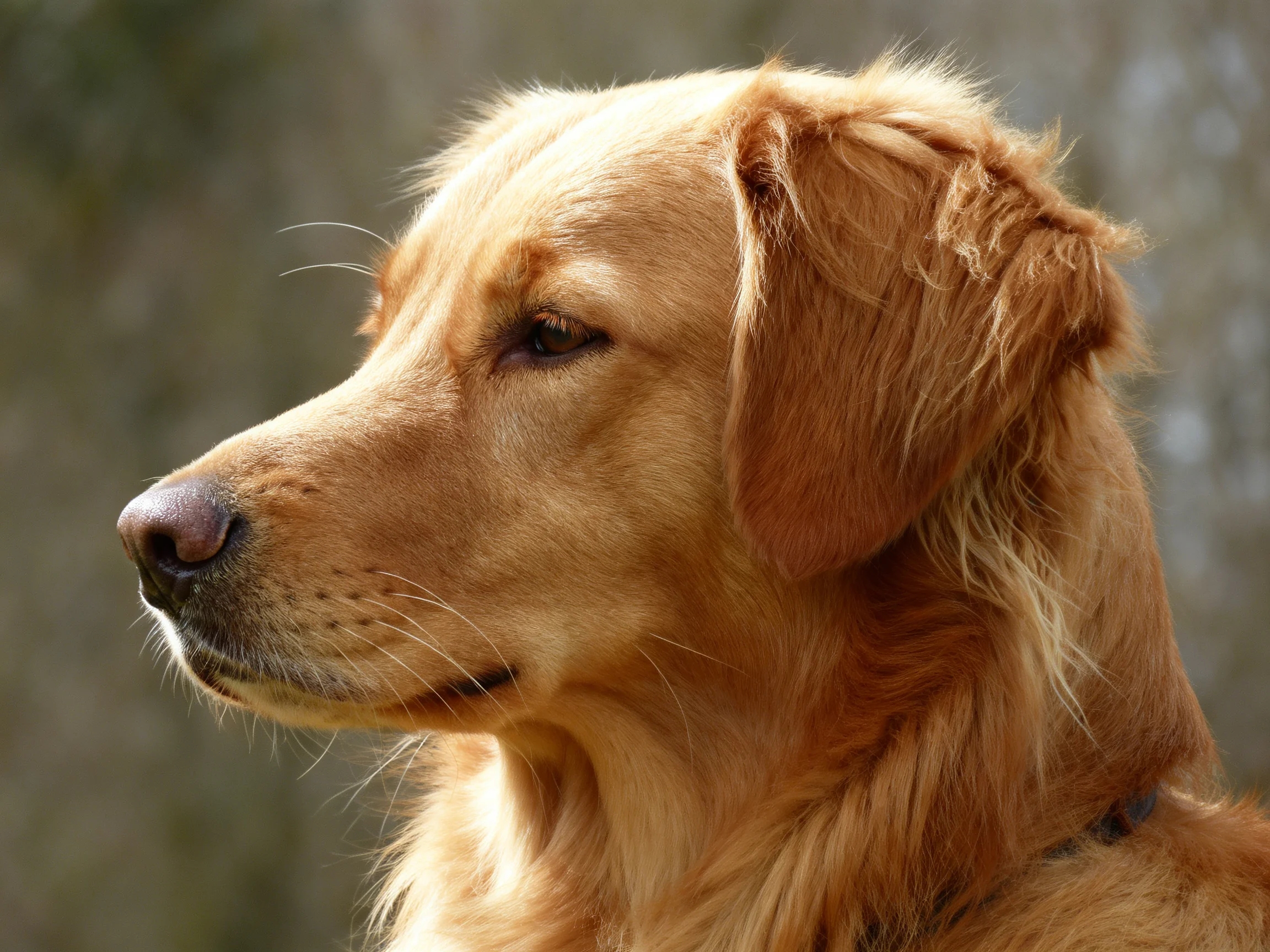 Golden retriever profile with warm sun-kissed fur in outdoor scene