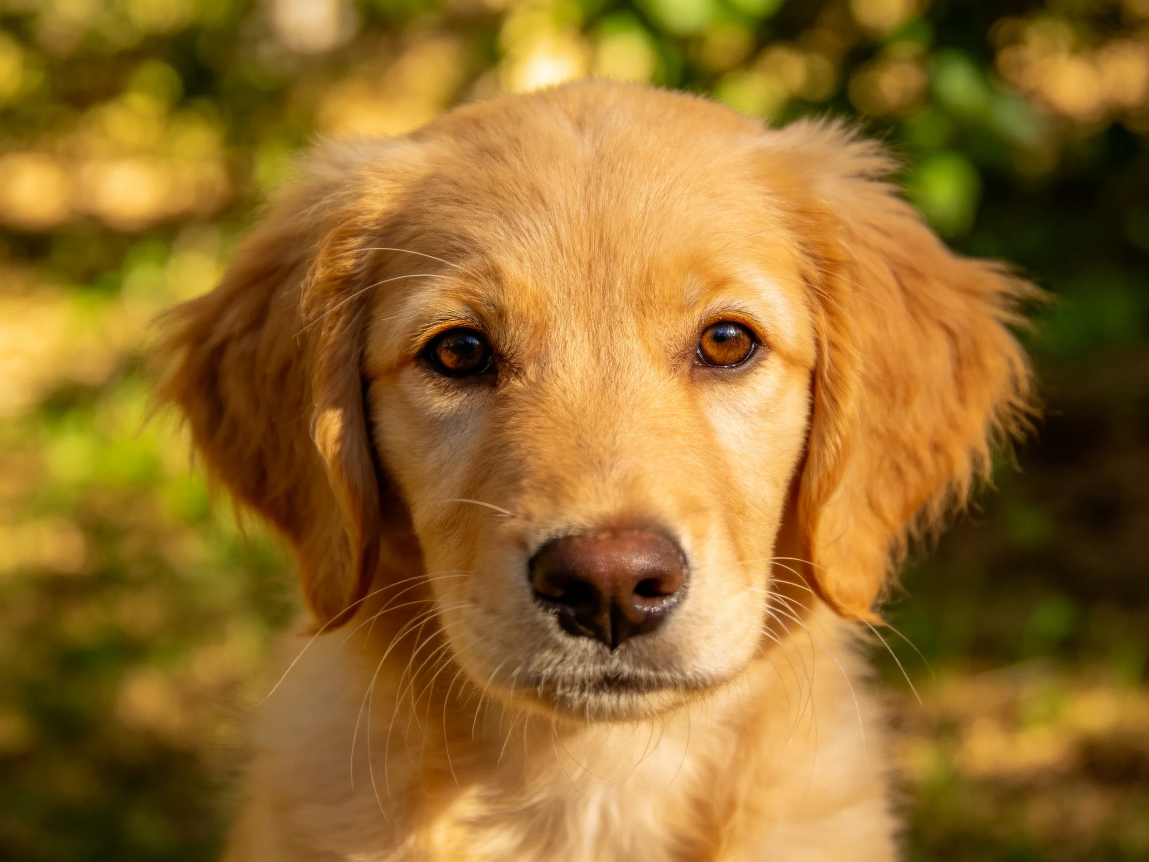 A golden retriever puppy is photographed outdoors under bright sunlight