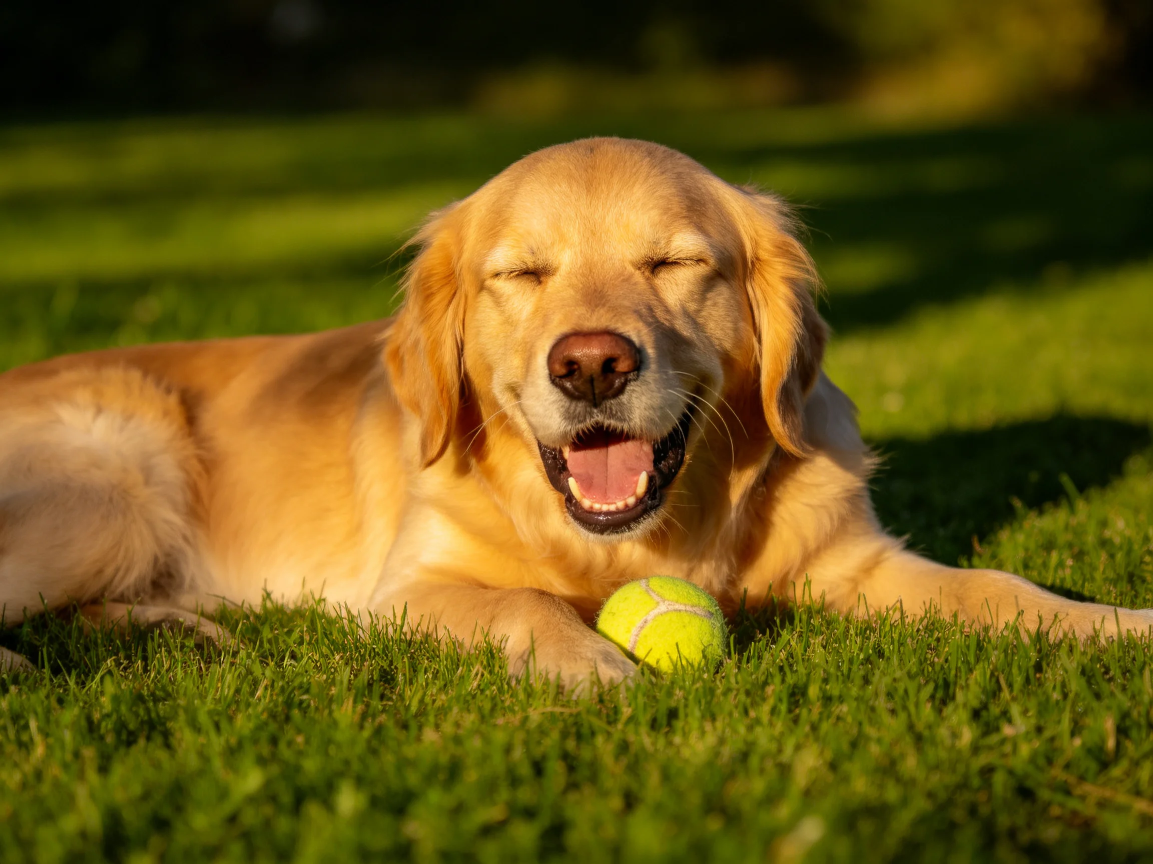 A golden retriever relaxes on grass next to a tennis ball.
