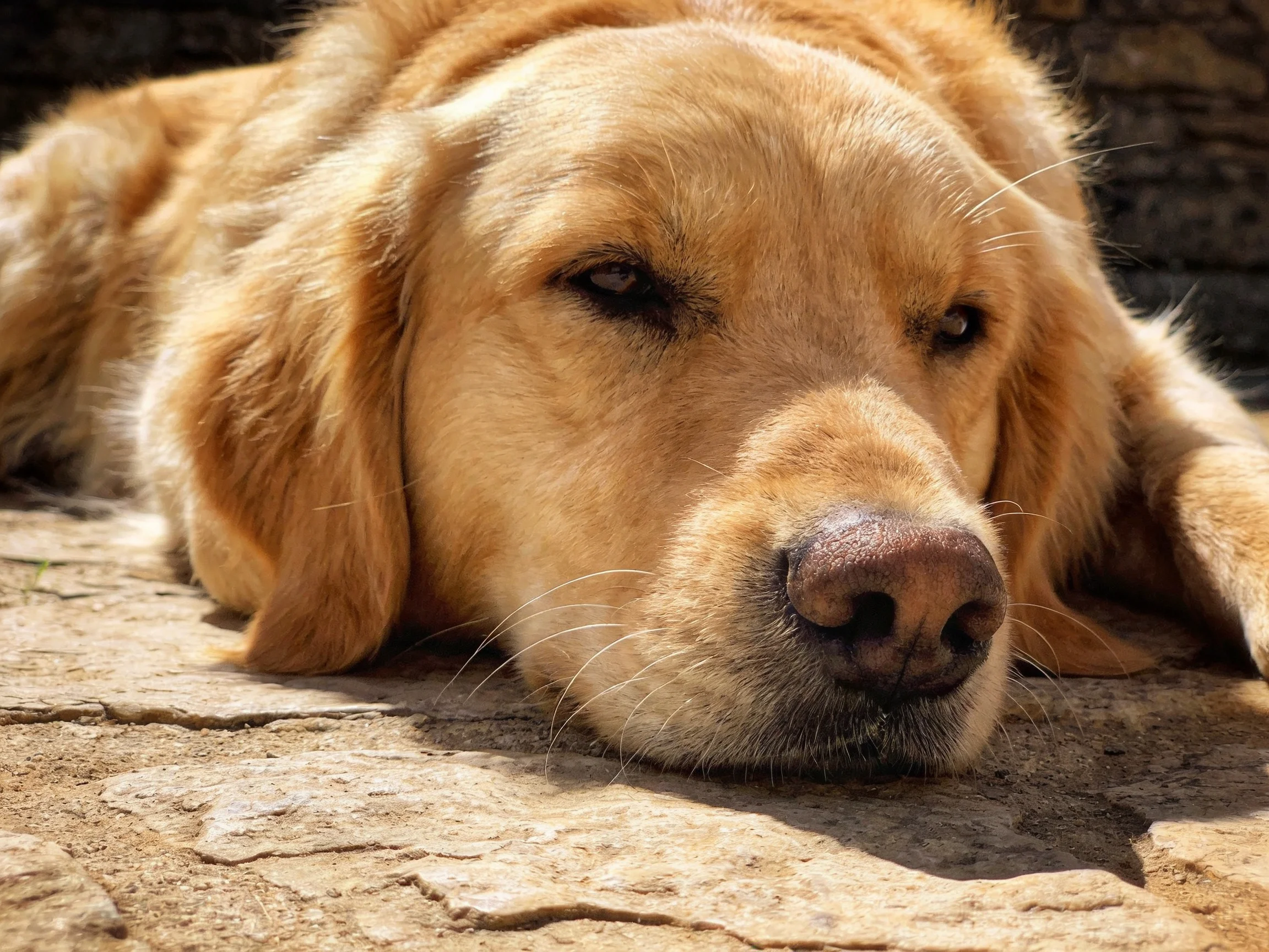 Golden retriever resting on textured stone pavement in bright sunlight