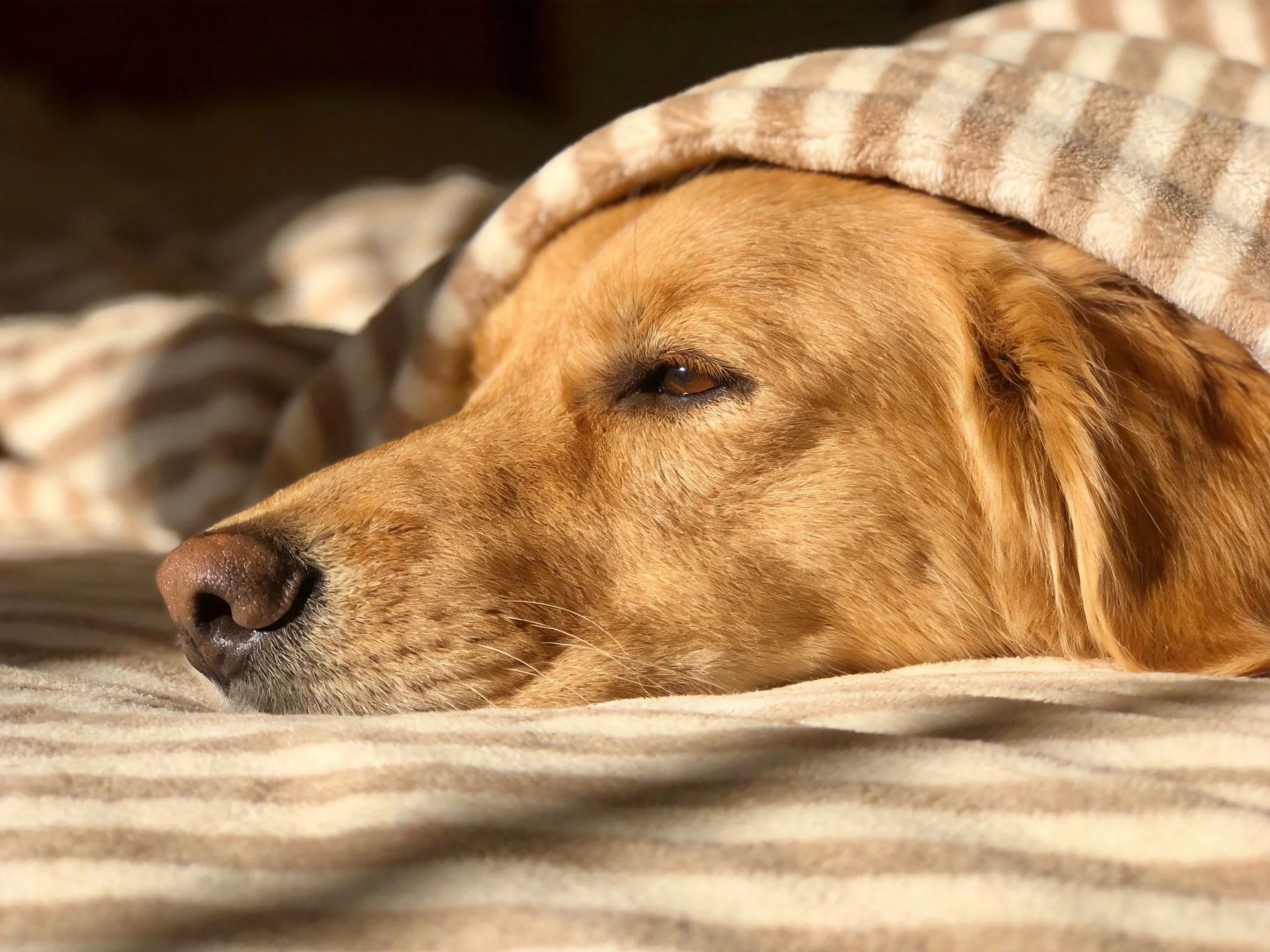 A golden retriever rests comfortably under a striped blanket.