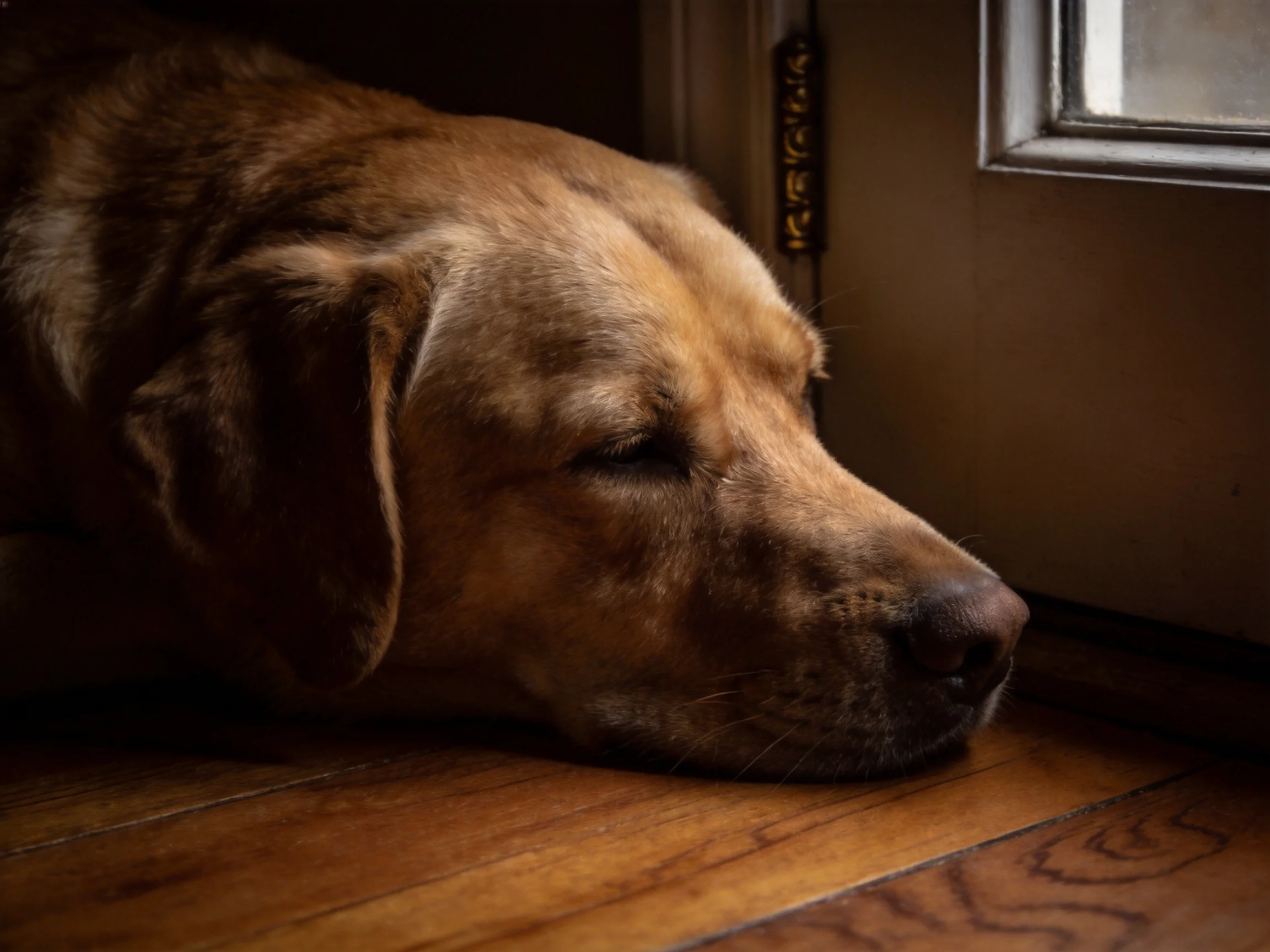Golden retriever rests peacefully by a wooden door with warm lighting