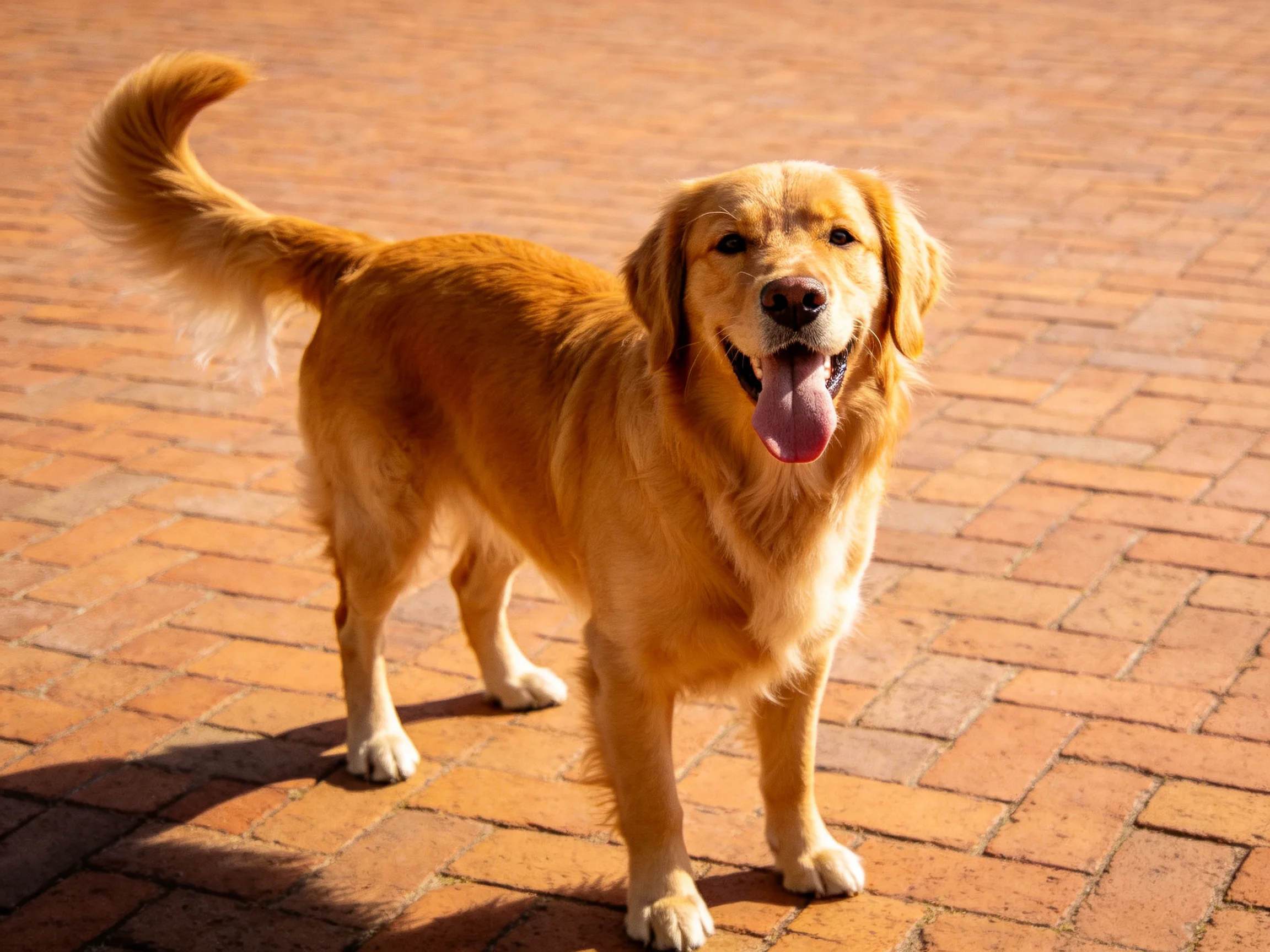Golden retriever stands on reddish-brown brick pavement with raised tail