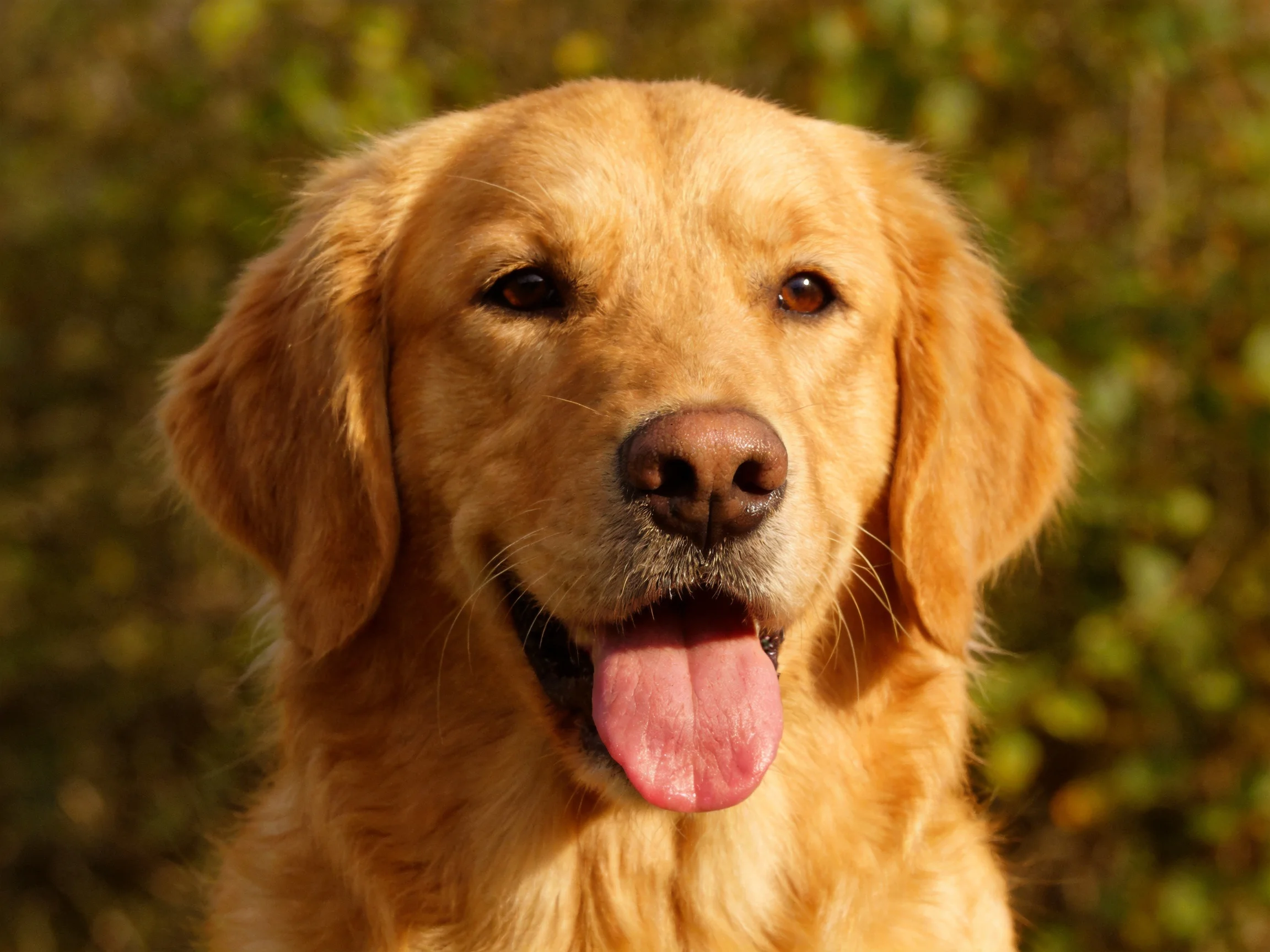 Golden retriever with a pink tongue in a sunlit natural setting