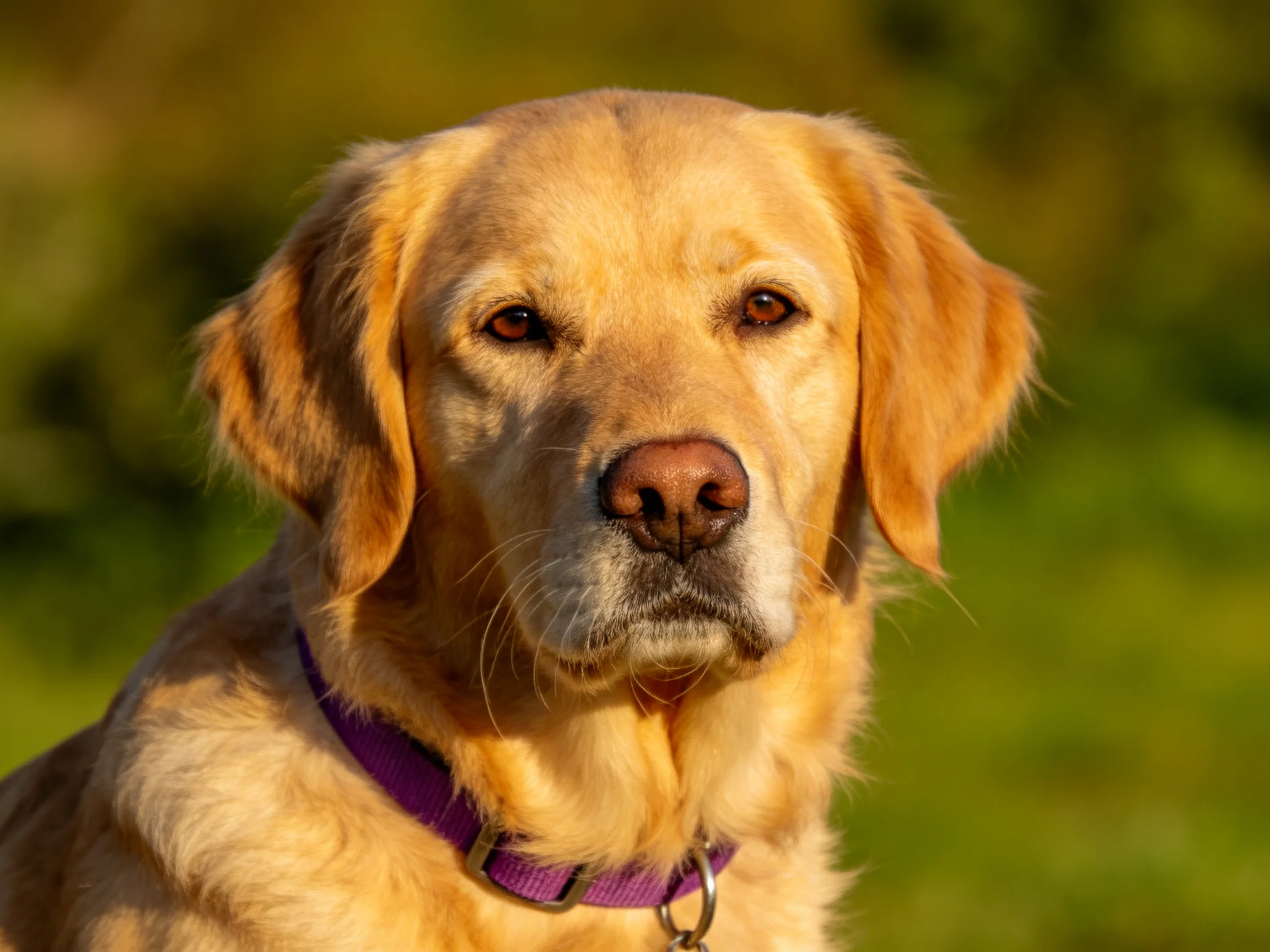 A golden retriever with a purple collar stands calmly in a sunlit outdoor area.