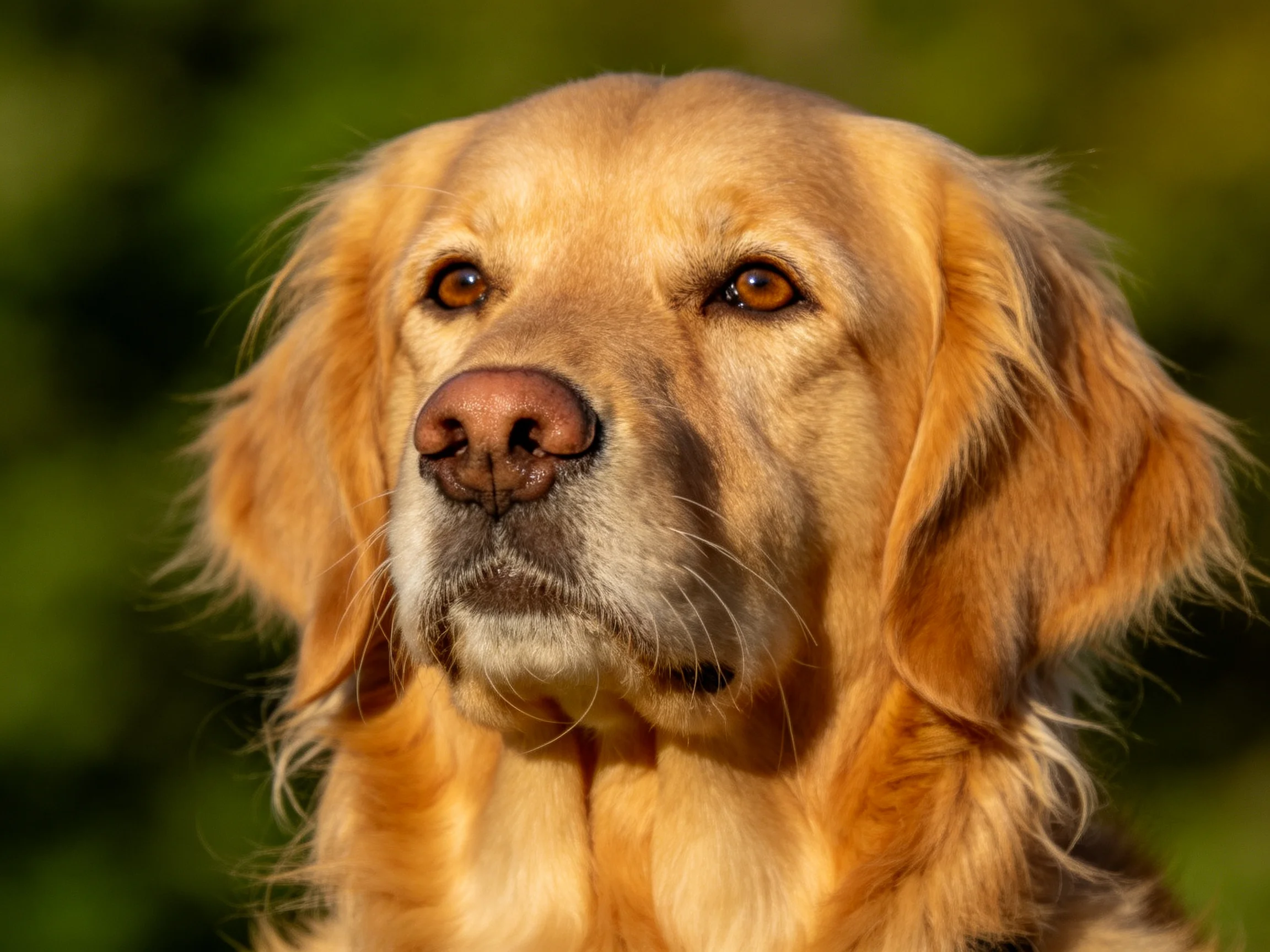 Golden retriever gazes calmly with amber eyes in a sunlit environment.