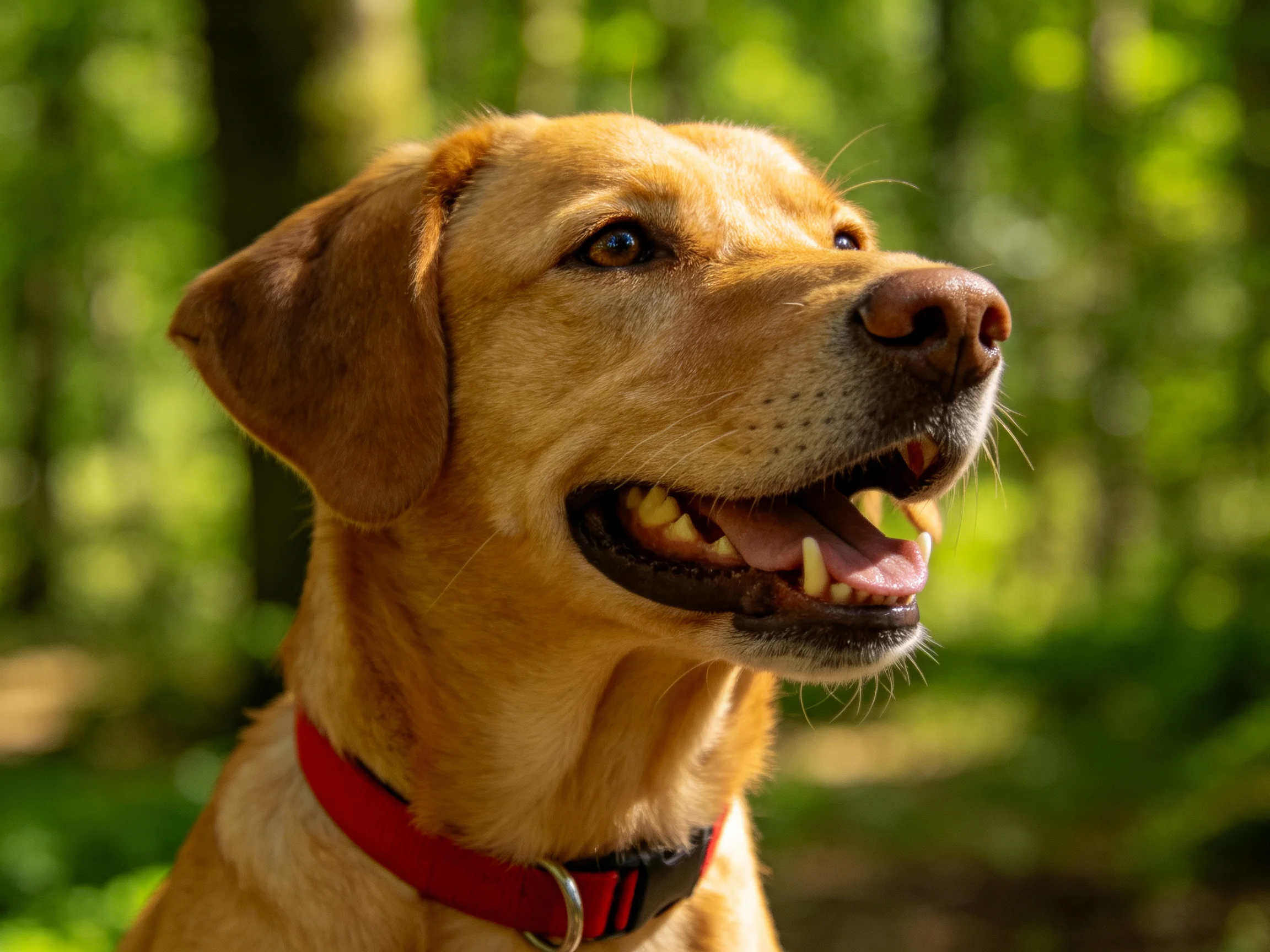A golden retriever enjoys the sunny day amid green foliage.