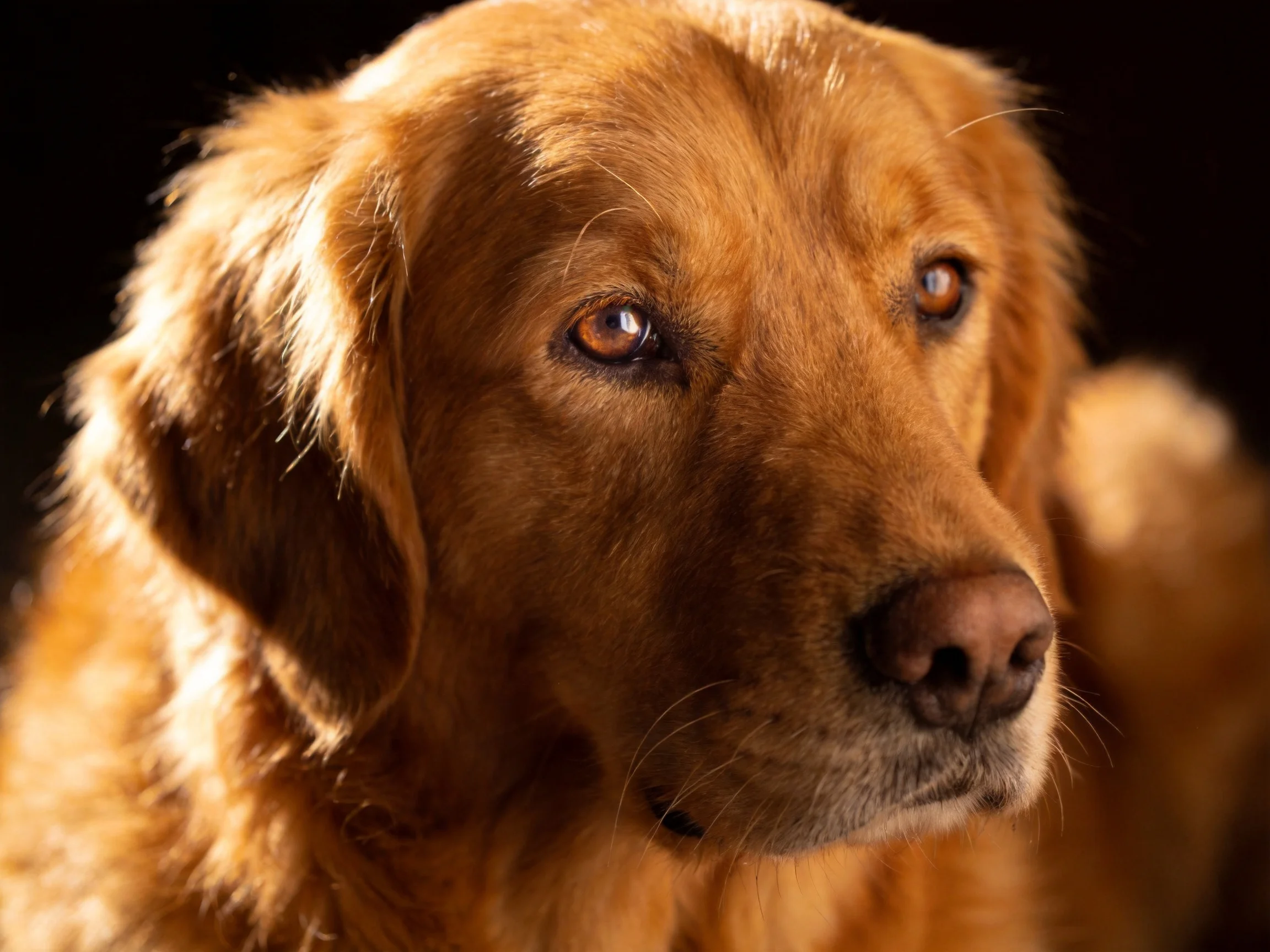 Golden retriever with rich brown fur in a dramatically lit scene.