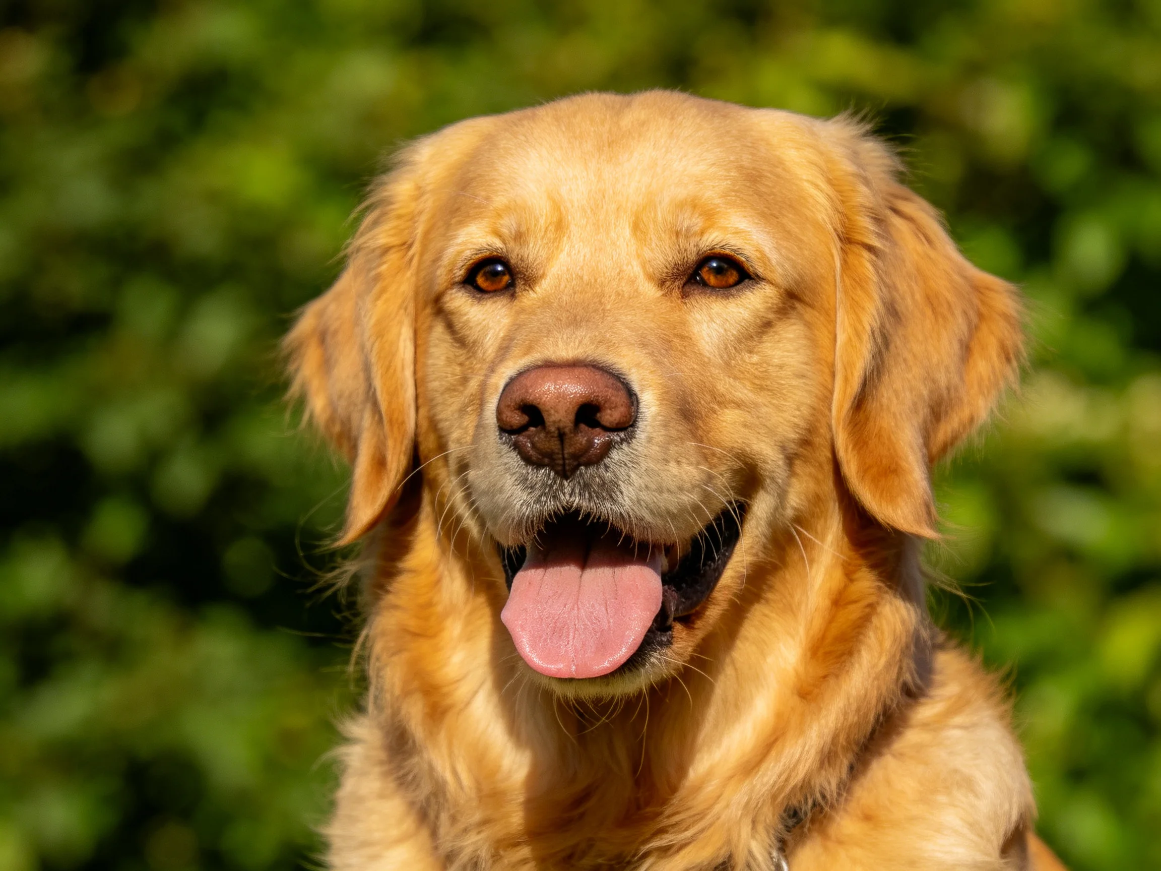 Golden retriever with sun-kissed golden fur and green backdrop