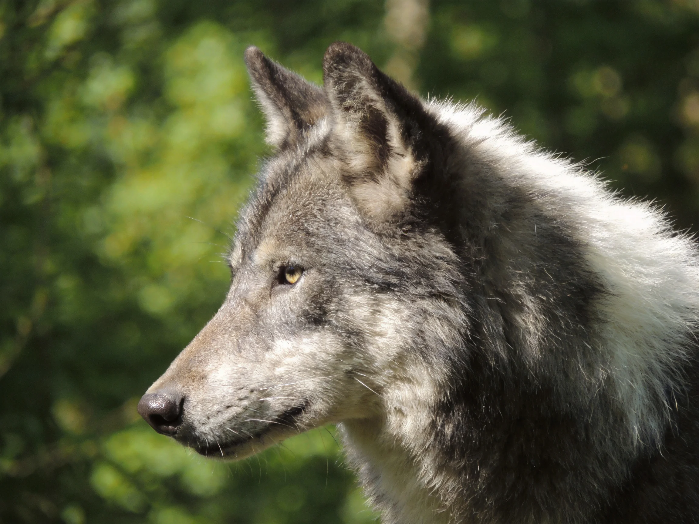 Gray Wolf with White Fur in Lush Green Foliage