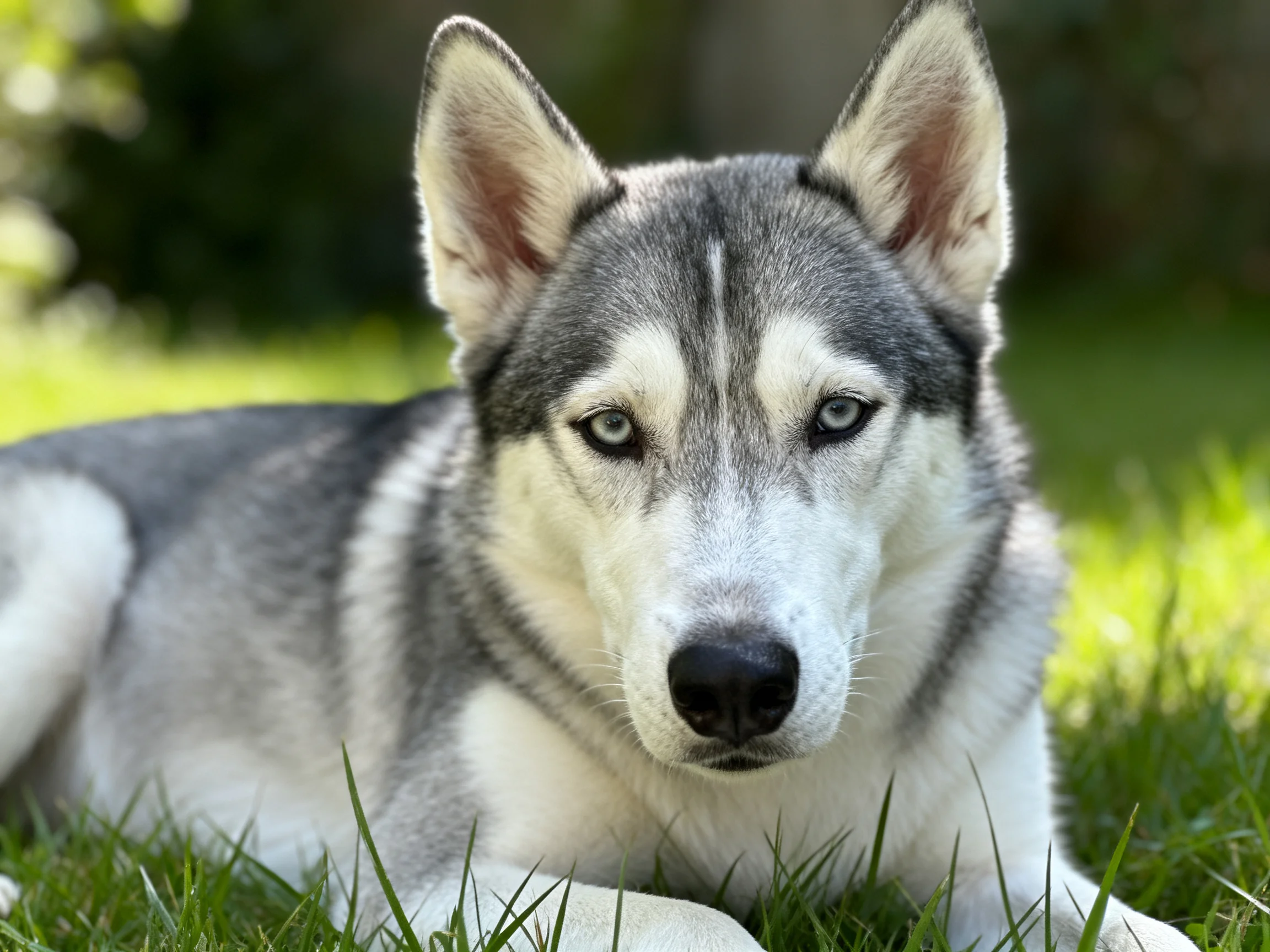 Gray-and-white Siberian Husky resting on green grass in sunlight