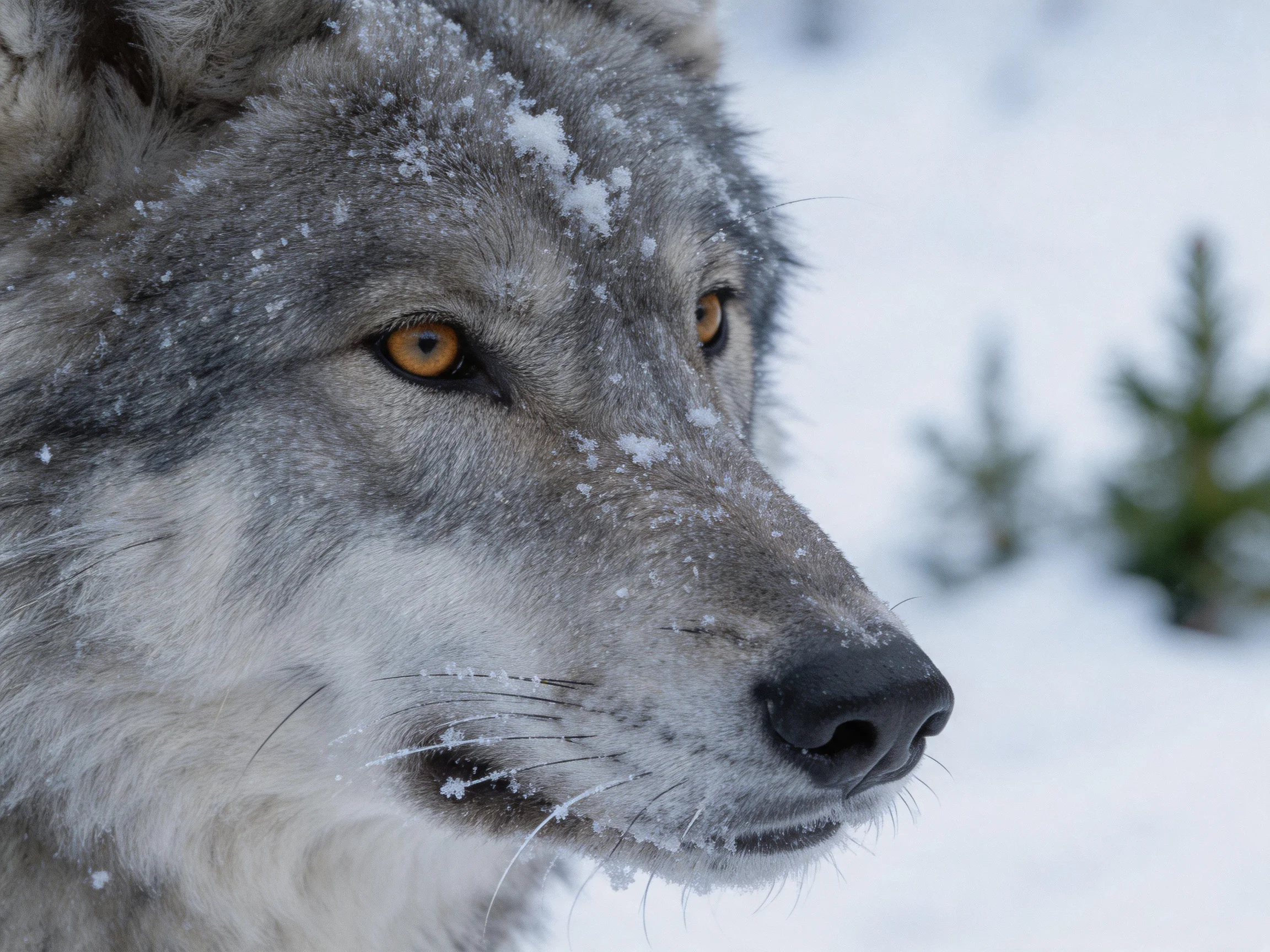 A gray wolf stands in a snowy area with evergreen trees in the distance.