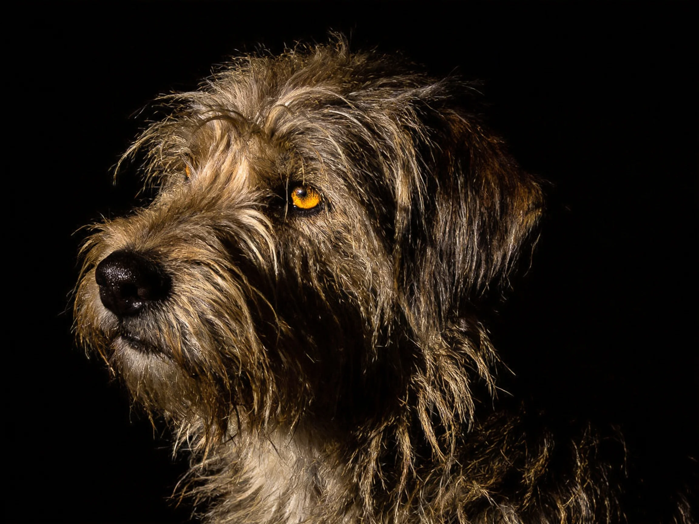 Shaggy brown-gray dog with amber eyes against dark backdrop