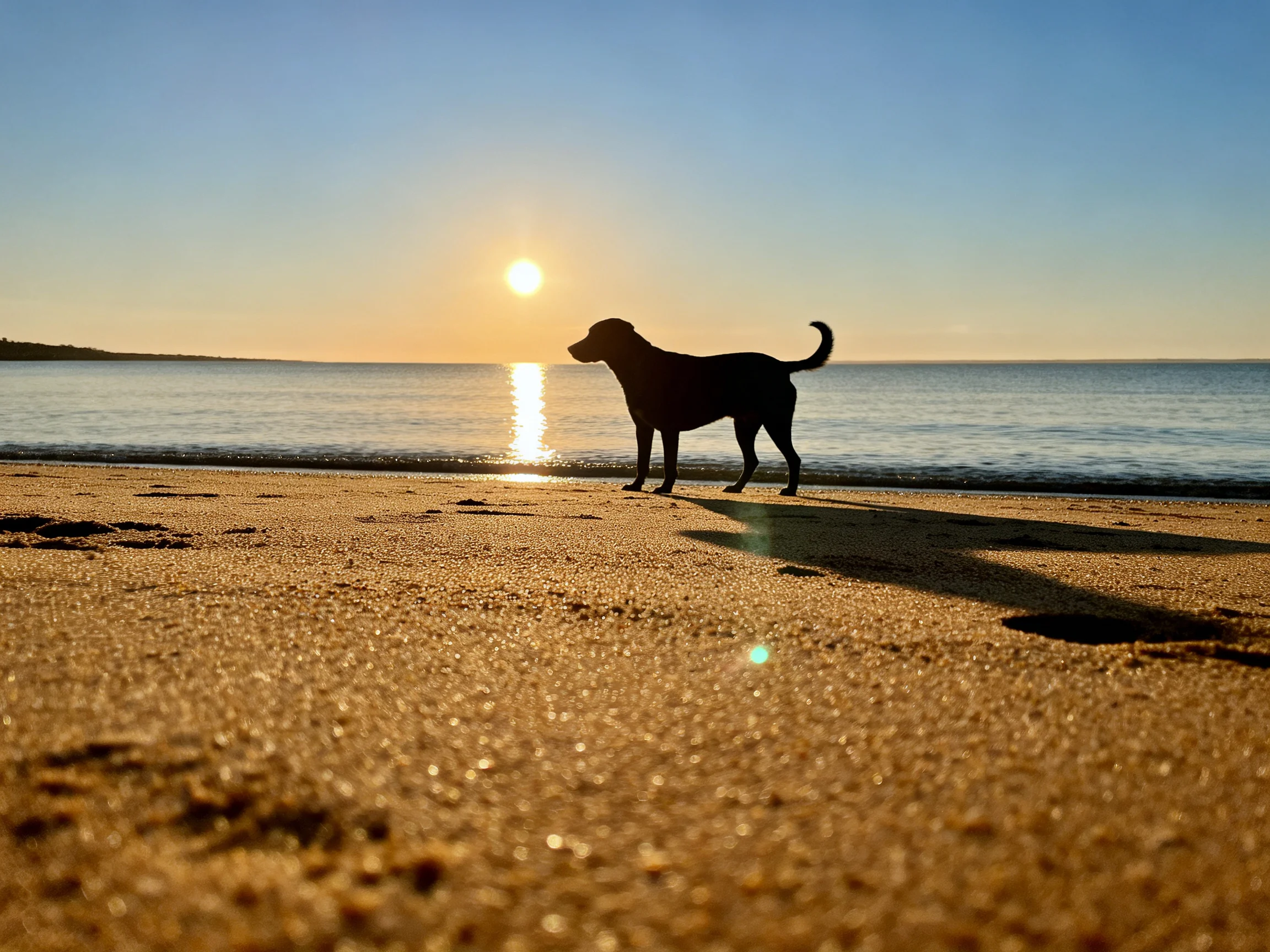 Silhouetted dog on golden sandy beach at sunset
