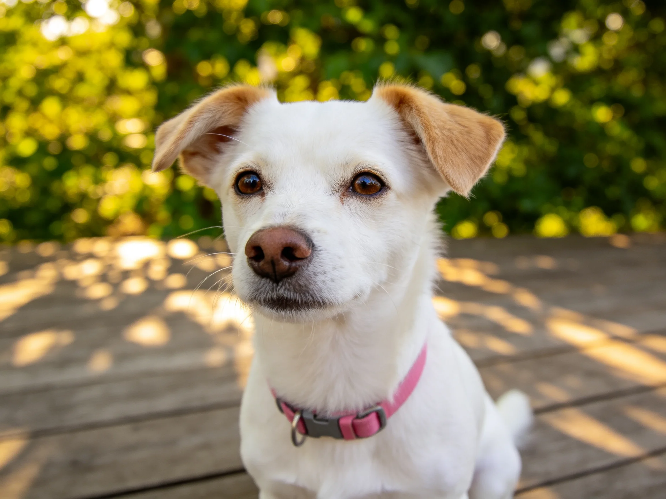 Small white dog with tan ears and pink collar, on wooden deck outdoors