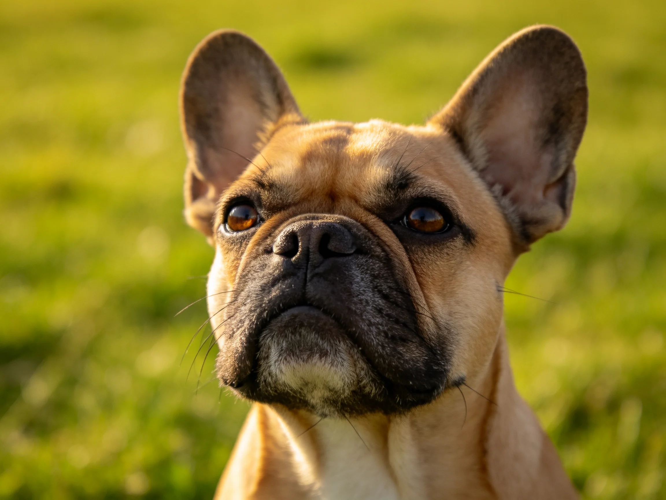 Tan French Bulldog with Upright Ears on Sunlit Grass