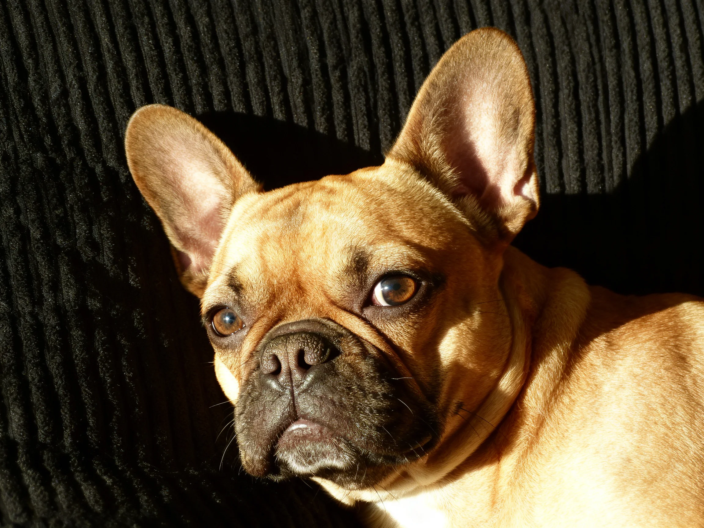 Tan French bulldog resting on dark ribbed upholstery