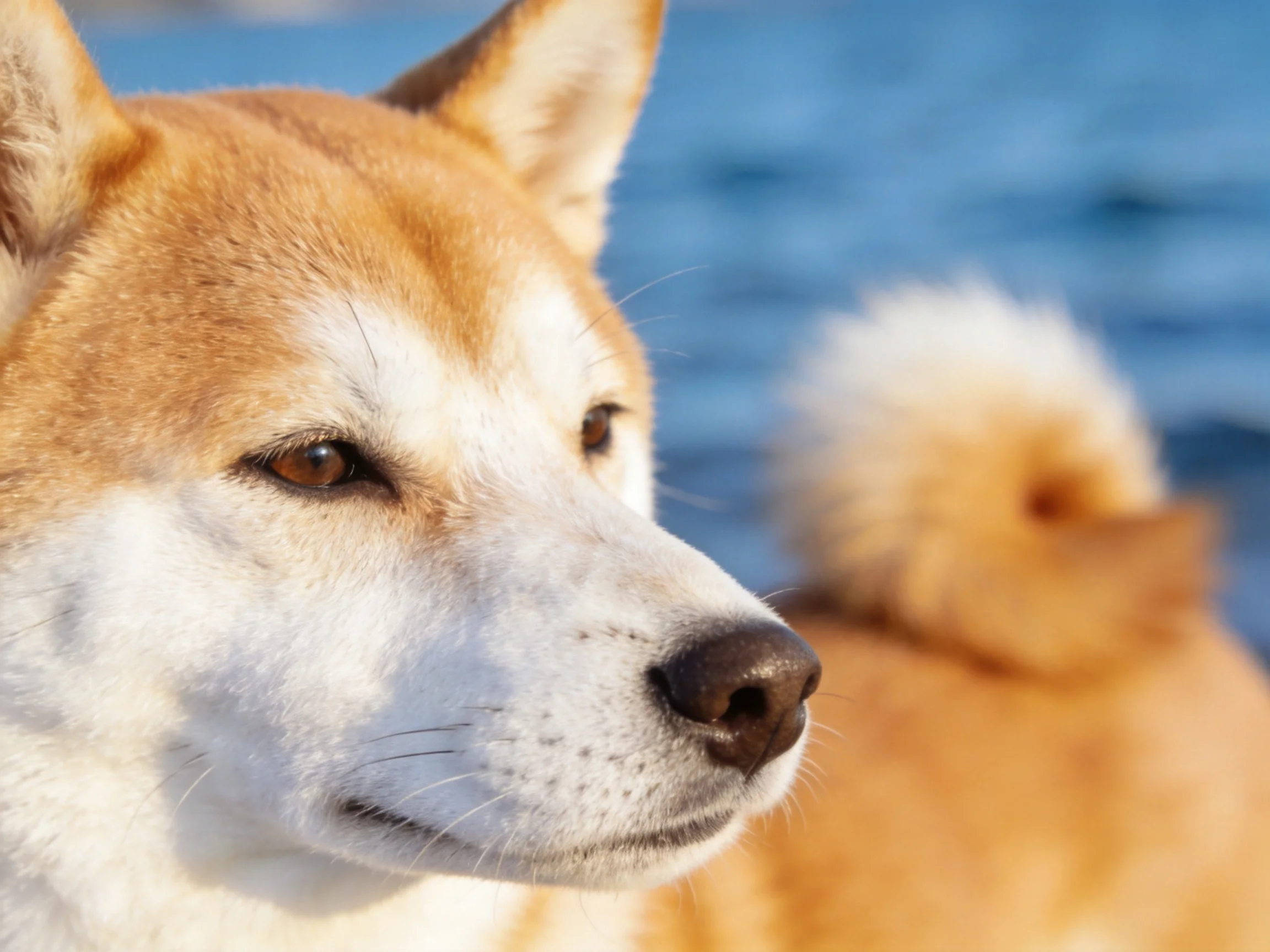 Tan and white Shiba Inu close-up with fluffy-tailed companion by blue water