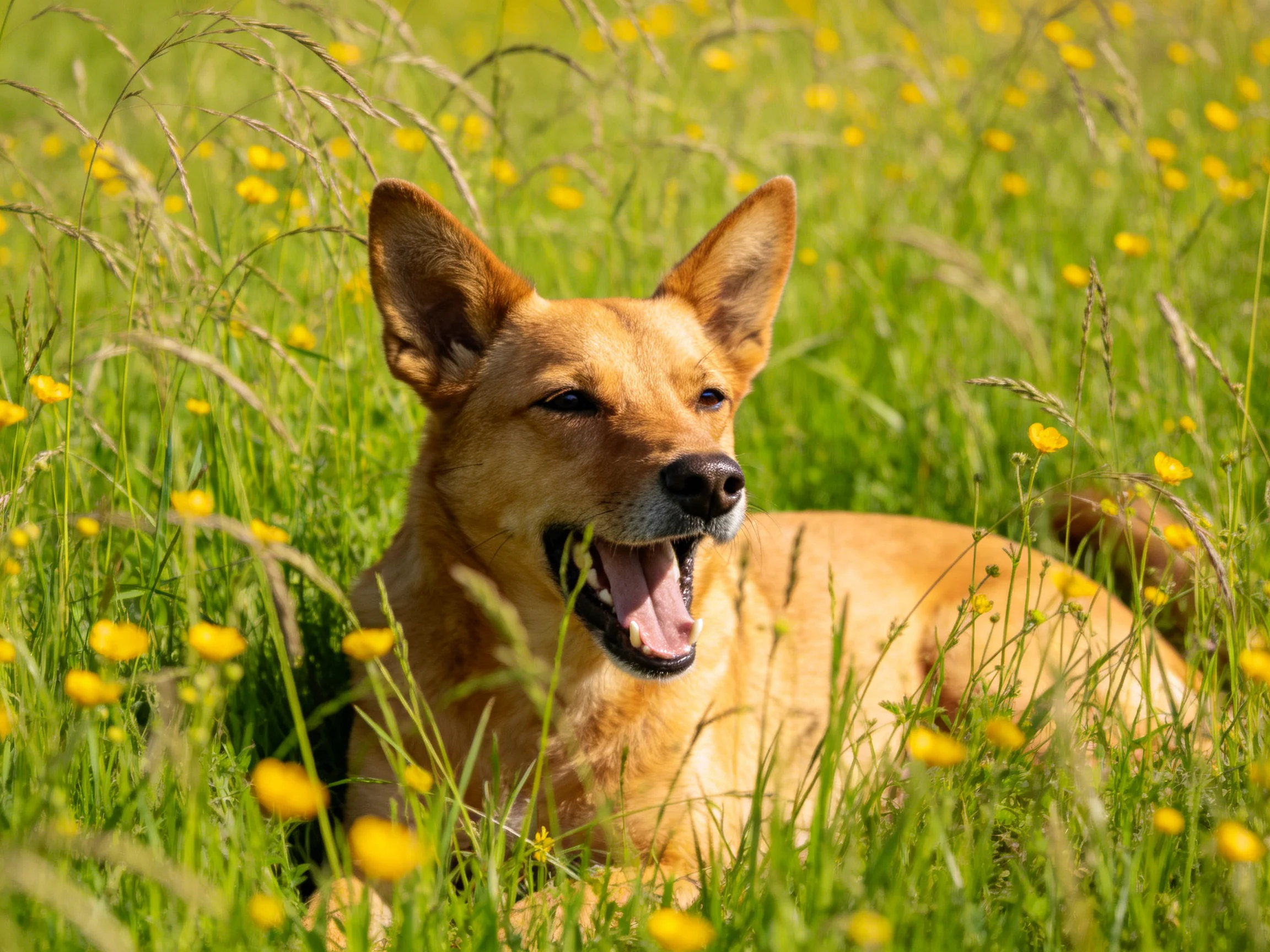 Tan dog relaxes in a sunlit meadow with tall grass and yellow blooms.