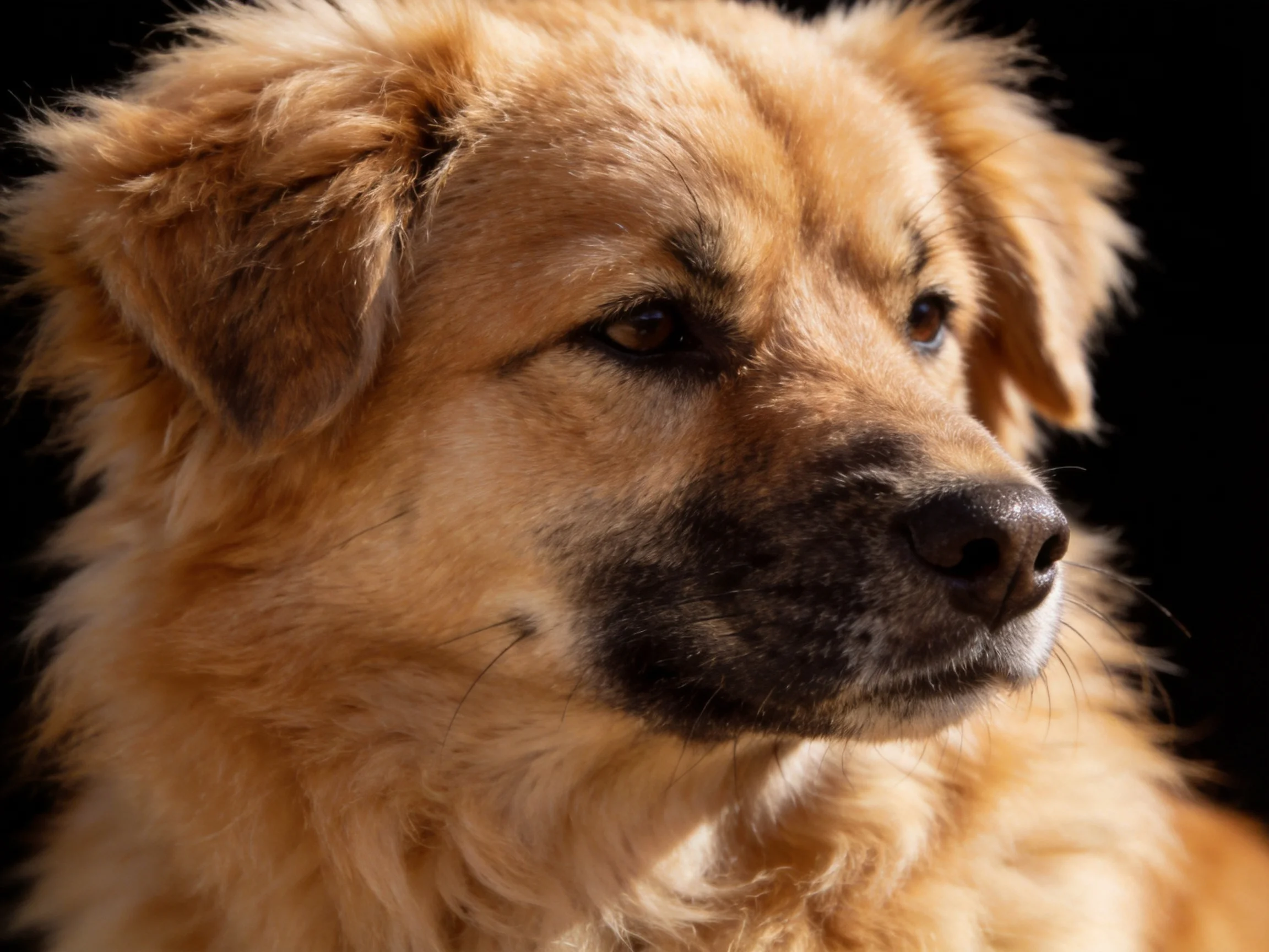 A thick golden-furred dog with a dark snout is displayed on a black background.
