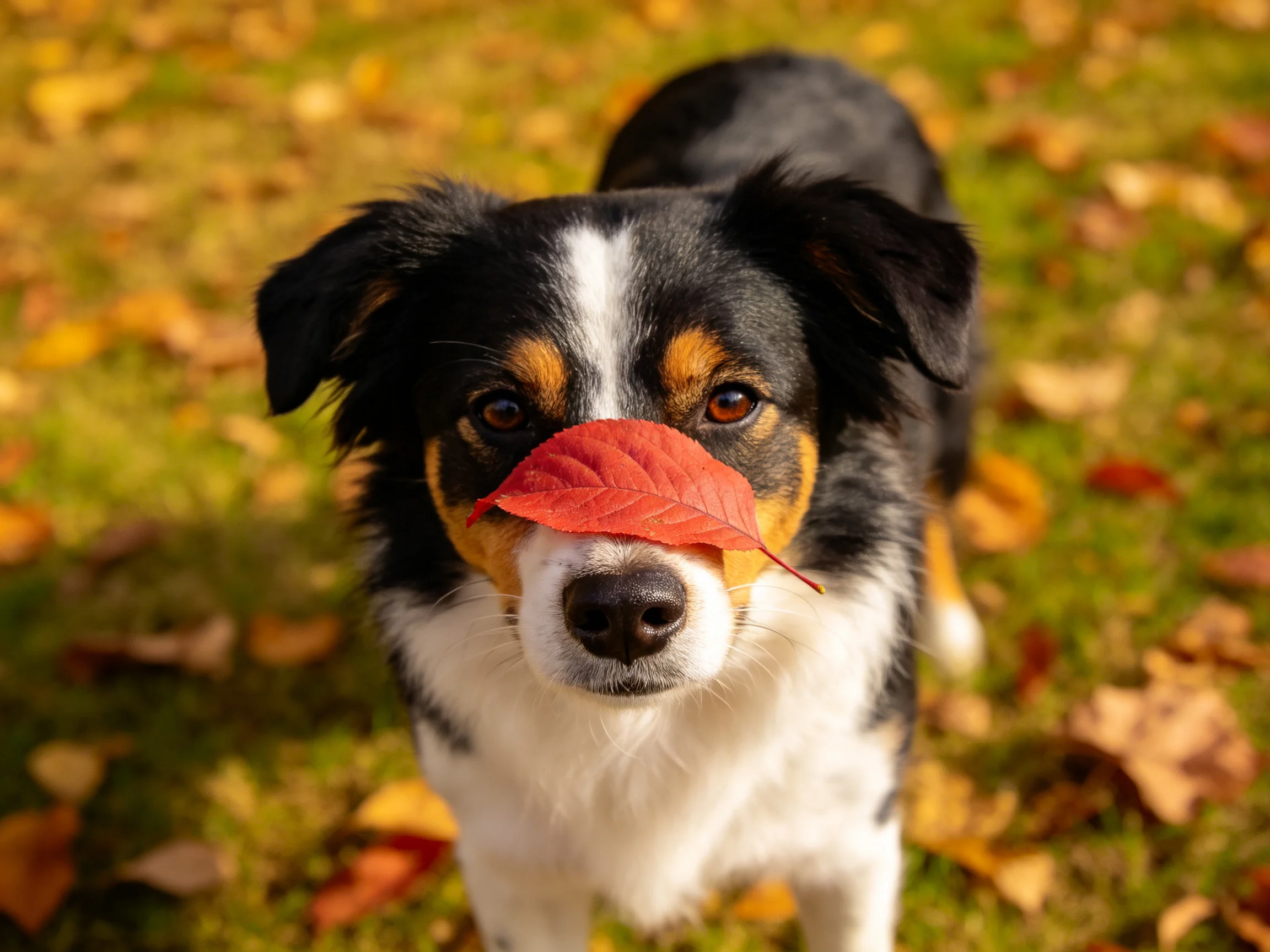 A tricolor dog has a red leaf on its nose among autumn leaves.